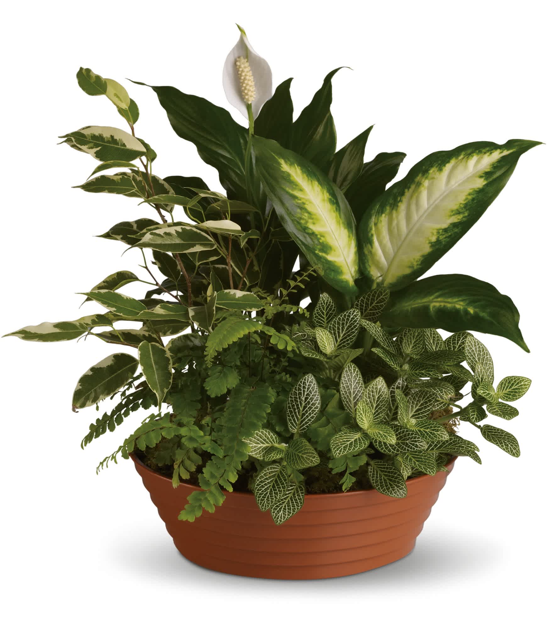 Mixed green houseplants with one white bloom in a shallow terracotta-colored planter