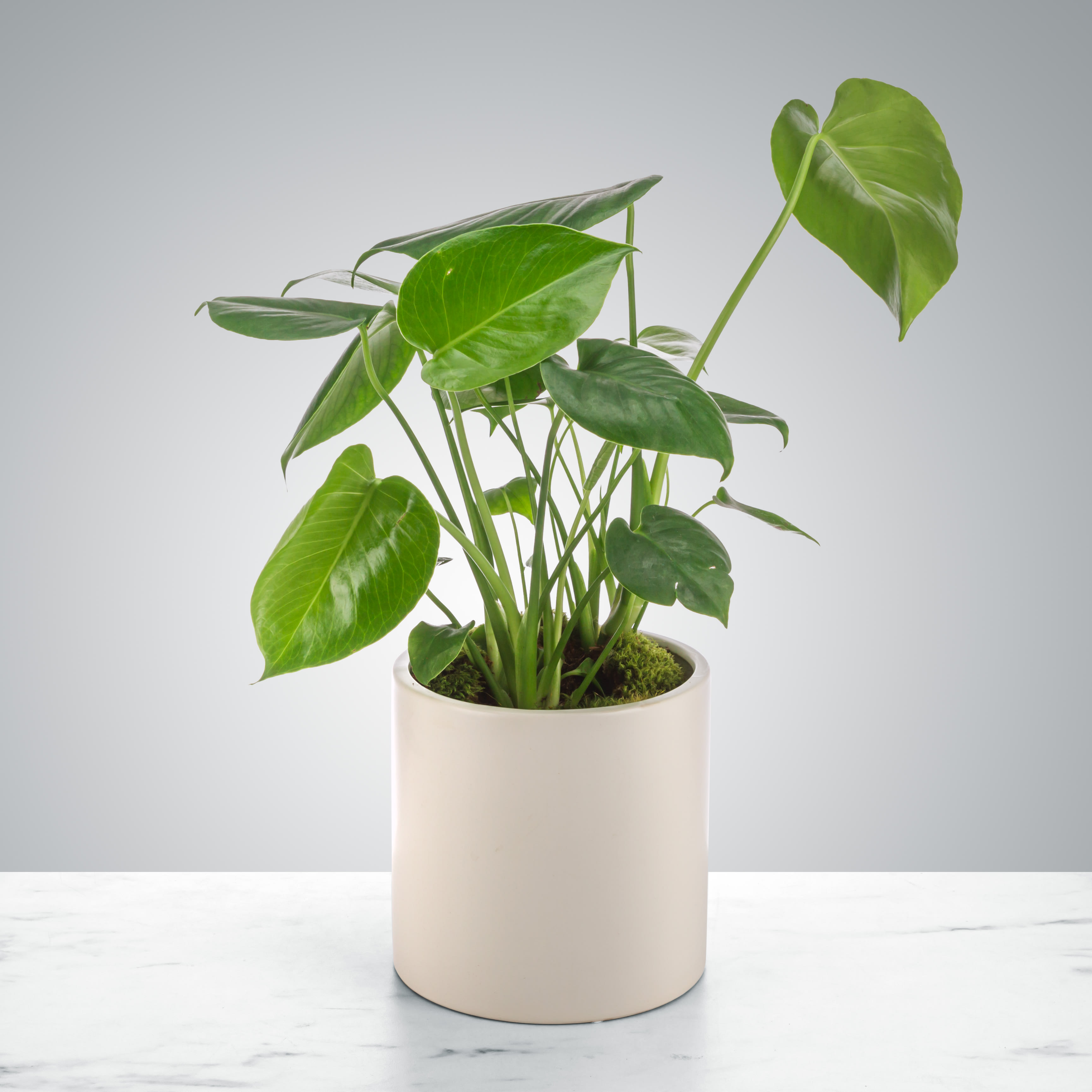 Potted green houseplant with broad leaves in a cream ceramic pot on a white surface
