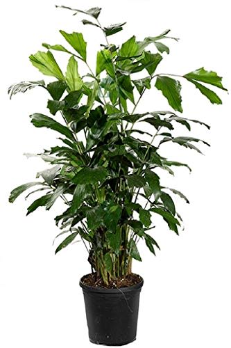 Tall leafy green houseplant in a black plastic pot