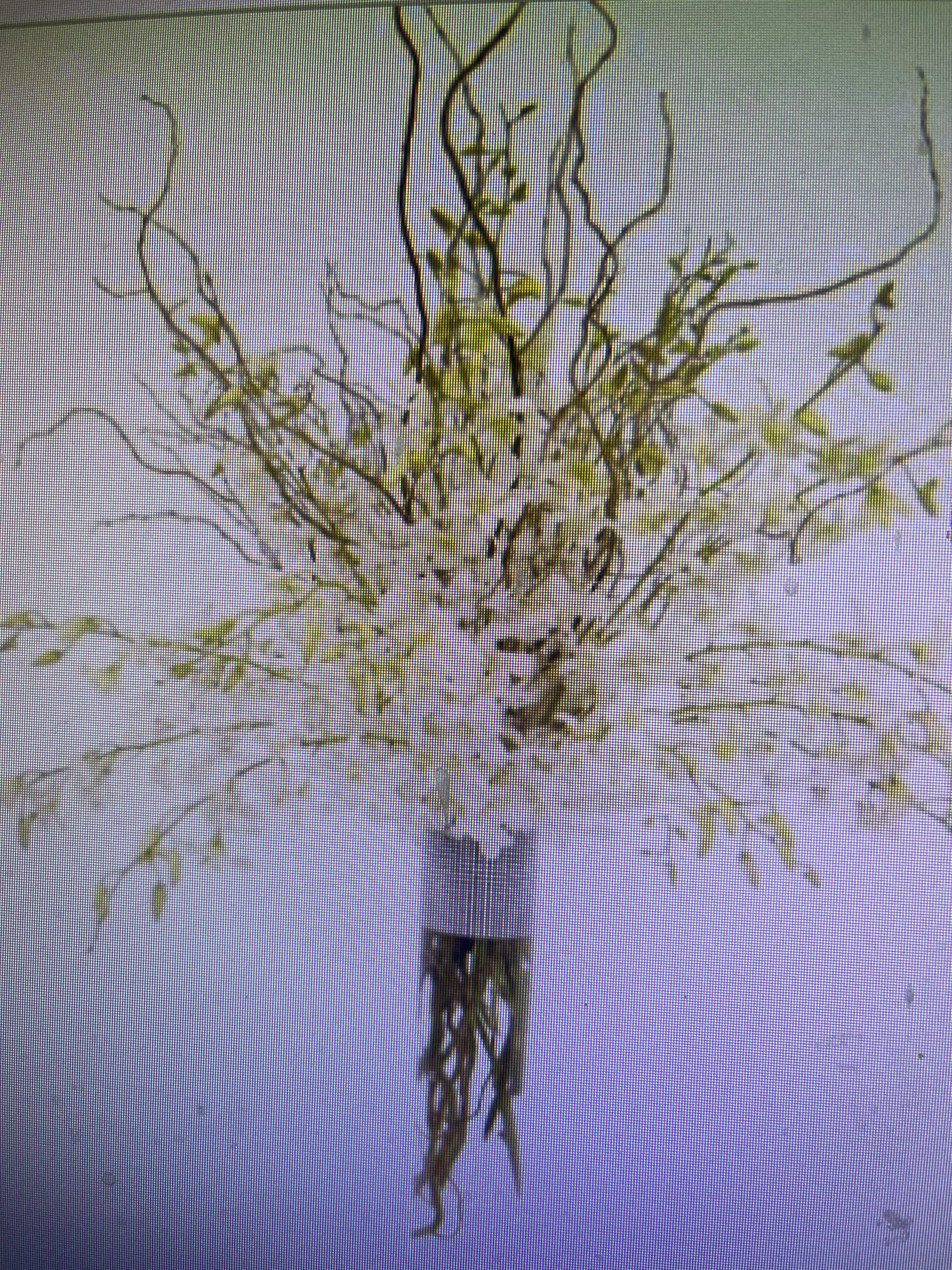 Winter Orchids - White Orchids bouquet