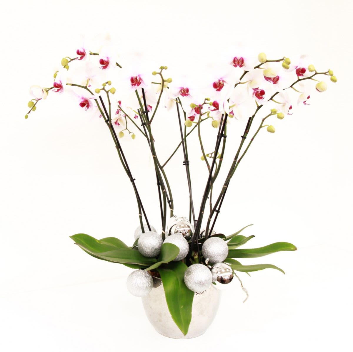 White and pink phalaenopsis orchid plant in a silver pot with silver ornament balls