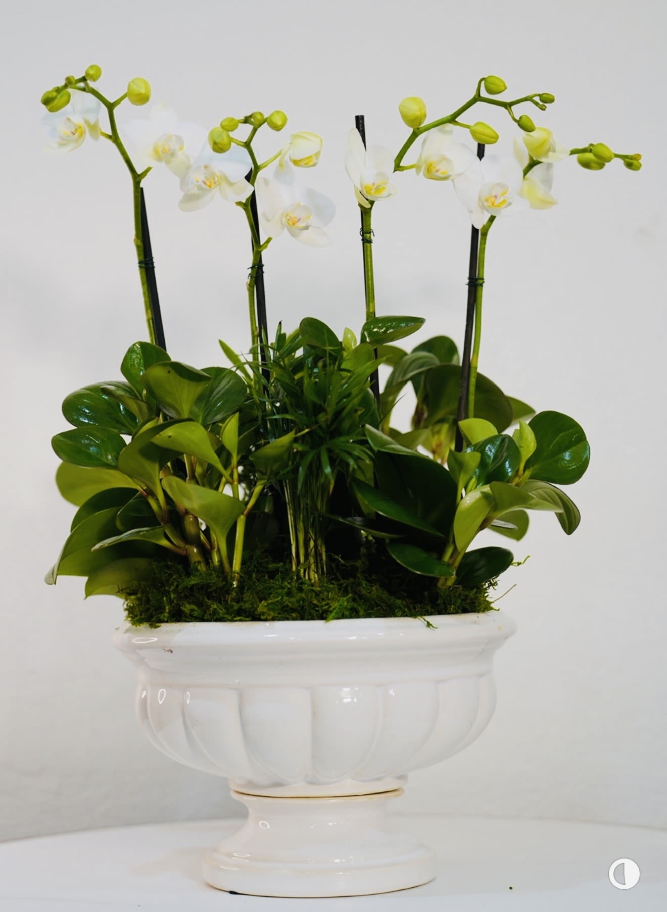 Luxury White Orchid Garden – Signature Collection - Experience timeless elegance with our Luxury White Orchid Garden, a refined arrangement designed to elevate any space with grace and sophistication. This stunning composition features multiple premium white orchids paired with lush green foliage, all beautifully arranged in a classic white ceramic planter. The clean lines of the vessel combined with the natural beauty of the orchids create a perfect balance between modern luxury and organic design. White orchids symbolize purity, elegance, and lasting beauty, making this arrangement an ideal gift for special occasions or a statement piece for upscale interiors. Whether placed in a living room, office, or entryway, it brings a serene and luxurious presence. Each arrangement is handcrafted with attention to detail, ensuring a full, rich, and harmonious look. The Orchid arrangement shown in the photo reflects our Deluxe size.