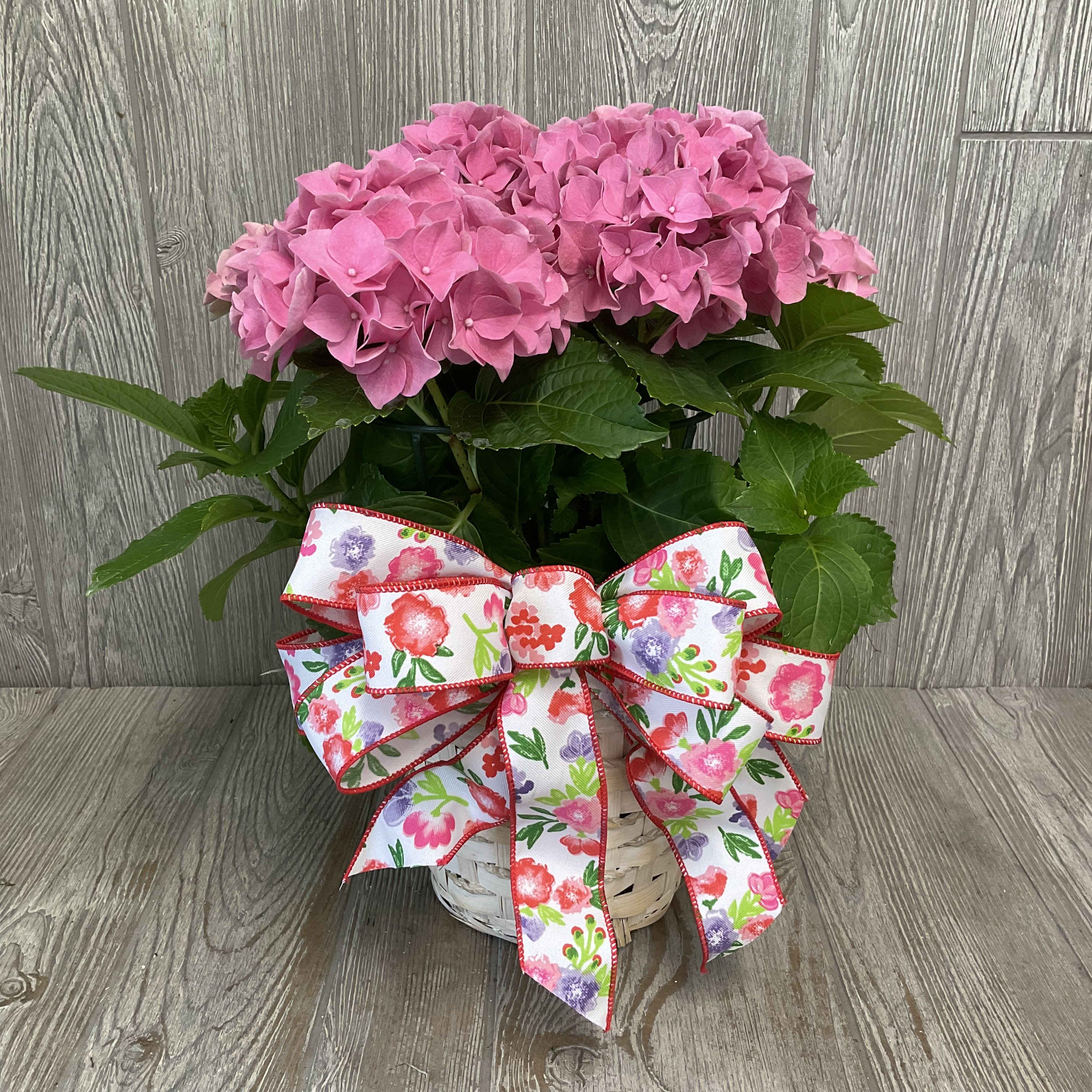 Hydrangea Plant - A lush pink hydrangea plant arranged in a white woven basket makes a joyful gift for Mother's Day, an anniversary, or to brighten someone's birthday. The rounded clusters of soft pink blooms read as full and feminine-she'll feel truly celebrated when this bright, springlike plant arrives for a get well, "just because," or love-and-romance moment.  The plant comes nestled in a decorative white woven basket accented with a large floral-print ribbon bow in pinks, reds, greens, and lavender that adds a playful, cheerful touch. Blooms may appear in pink, white, or mixed color groupings; the textured mophead flowers contrast beautifully with the basket's structured weave and create an uplifting focal point for a table or windowsill.  Perfect for gifting during spring holidays like Easter or Passover and for workplace occasions such as Admin Professionals' Week, this hydrangea is an easy-care, lasting alternative to cut flowers. Color of blooms and container may vary; the basket and bow coordinate to present a polished, ready-to-give arrangement that makes the recipient feel seen and appreciated.