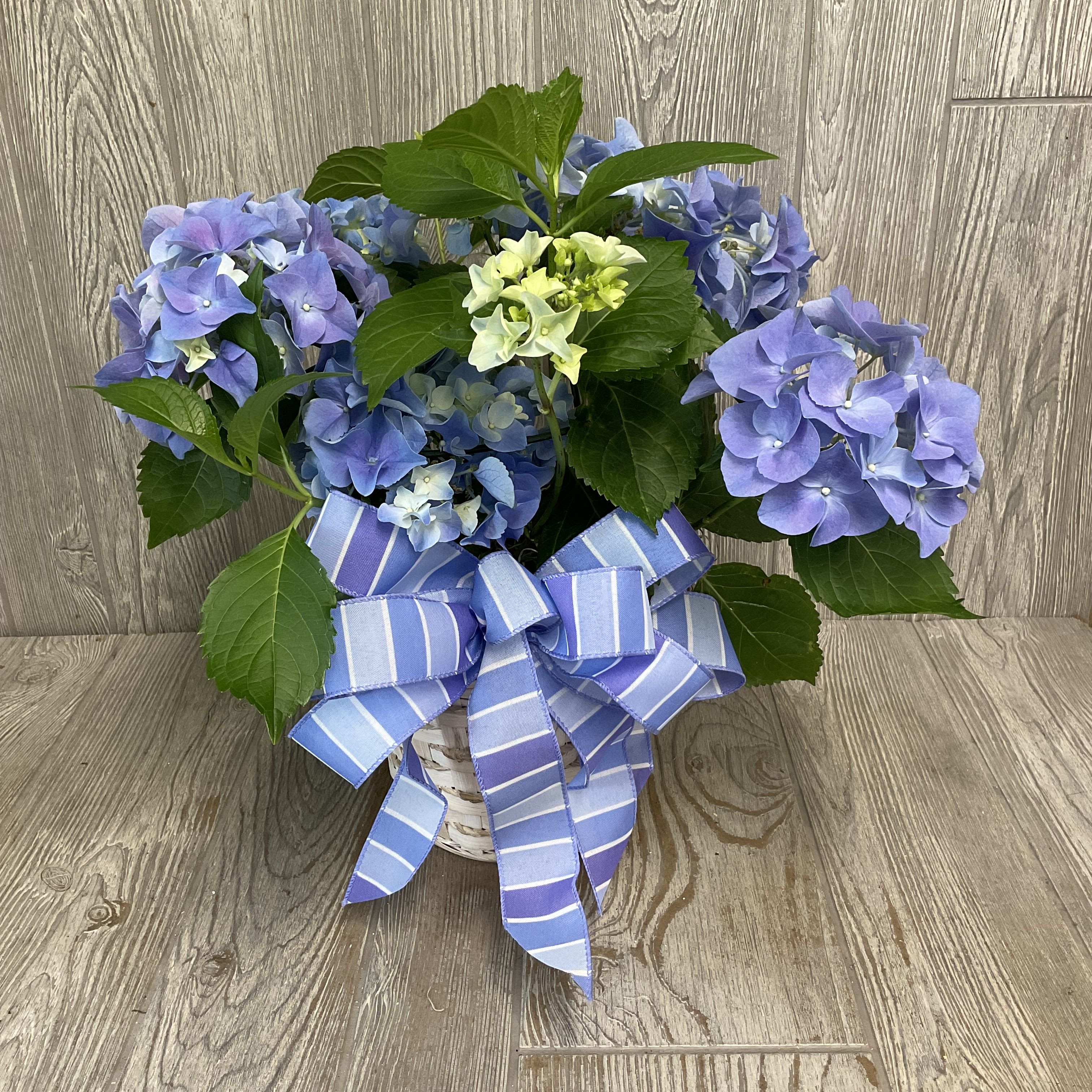 Blue Easter Hydrangea  - Rounded clusters of soft blue and lavender hydrangea blooms mingle with pale green buds to create a calming, gift-ready plant that reads like a quiet bouquet in bloom. This potted hydrangea arrangement is ideal as a birthday gift, Mother's Day surprise, or a thoughtful get-well present-its pastel palette and gentle presence make the person you're thinking of feel seen and comforted without being over the top.  The plant is presented in a slightly rustic white pot and finished with a large blue-and-white striped fabric ribbon that echoes the flower colors for a tailored, cottage-chic look. Mophead hydrangea blooms show shades of blue, purple, white, and green, offering soft texture and visual depth that complements neutral or colorful interiors alike.  Give as a lasting housewarming accent or cheerful room brightener-the living blooms offer ongoing enjoyment compared with a cut bouquet. Pot measures approximately 6 inches across; water when the topsoil feels dry and keep in bright, indirect light for best performance.