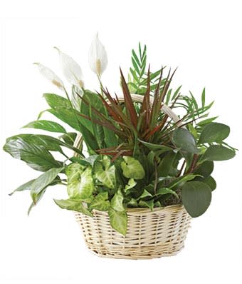 Assorted green houseplants with white blooms arranged in a woven basket