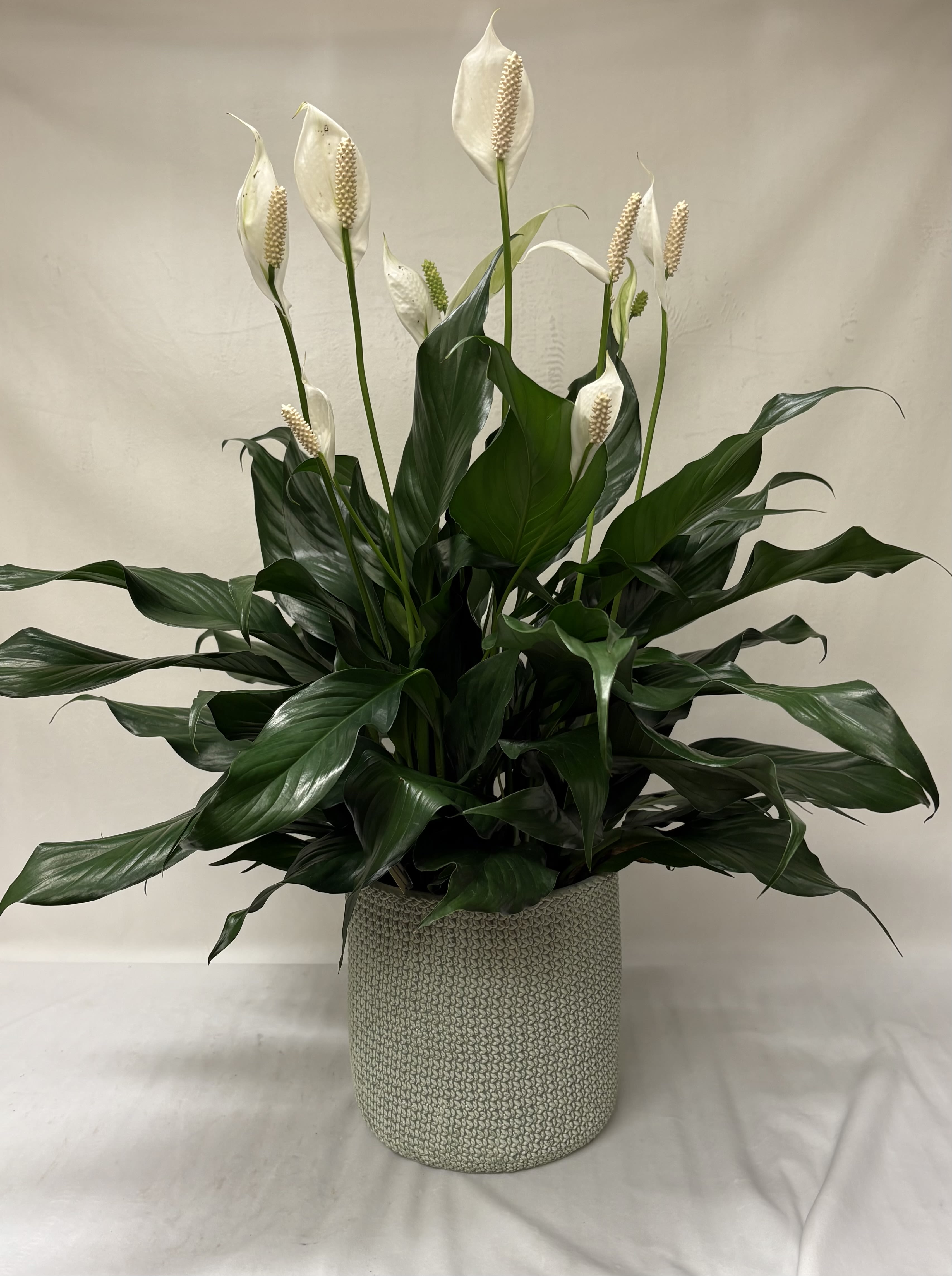 Tall peace lily plant with white blooms in a textured light gray pot