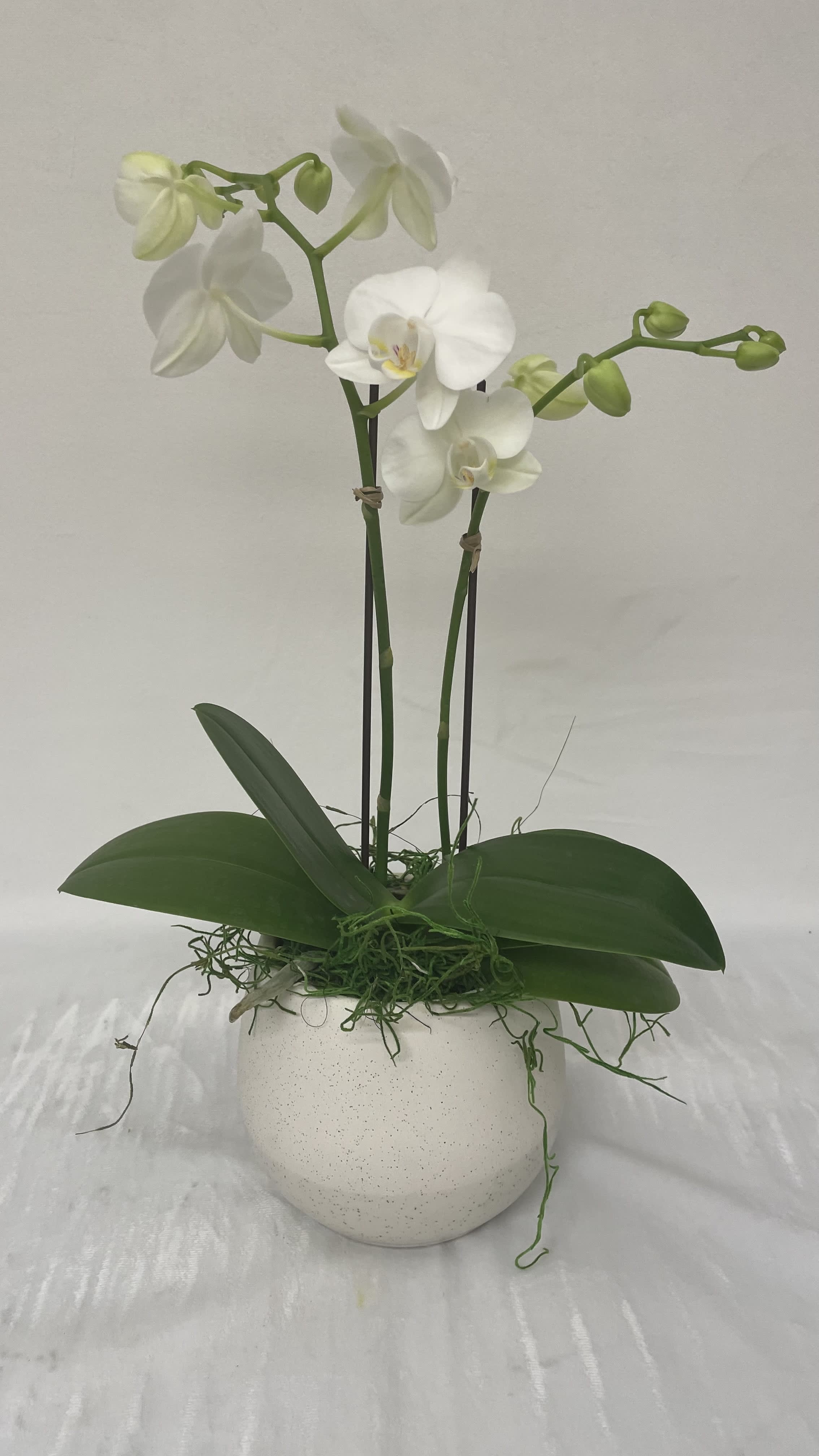 White phalaenopsis orchid plant with buds in a round white pot with trailing green moss.
