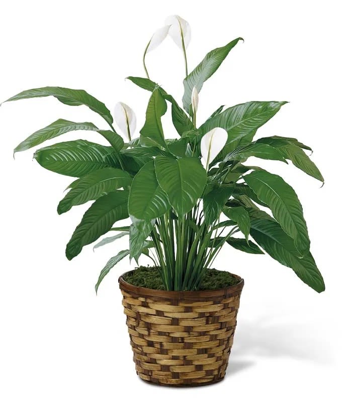 Spathiphyllum Peace Lily - The Standard (8" Pot) The Vibe: Perfectly sized for a side table, a kitchen counter, or a busy office desk. Includes: A healthy 8" Peace Lily, decorative basket and a coordinating bow. Best for: A "thinking of you" gift, a small "thank you," or brightening up a cozy corner.  The Deluxe (10" Pot) The Vibe: A true statement piece. This larger version is fuller, taller, and makes a big impression in an entryway or next to a favorite armchair. Includes: A premium 10" Peace Lily, a larger decorative basket and an elegant bow. Best for: Housewarmings, sympathy gifts, or when you really want to fill a space with greenery.  Why Everyone Loves It: Low-Light Legend: It doesn't need a sunroom to thrive; it’s perfectly happy in those "tricky" spots with lower light. Air Purifier: It’s one of the top-rated plants for naturally cleaning indoor air. Gift-Ready: No repotting or "dressing up" required. It arrives looking beautiful and ready to enjoy from day one.  A Quick Note: While they look beautiful, Peace Lilies are toxic to pets if nibbled, so we recommend keeping them on a high surface away from curious cats or dogs