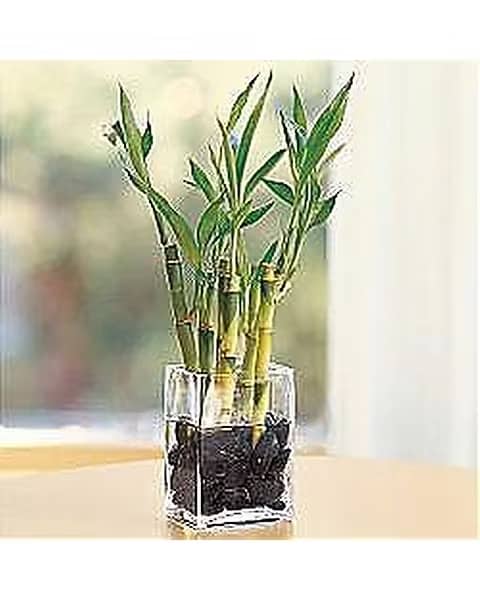 Lucky Bamboo - According to Ancient Chinese tradition, the lucky bamboo plant brings happiness, wealth, and longevity - the ingredients for a happy life. Perfect for work or home, this gift of Feng Shui will help create harmony in any environment. Consists of seven lucky stalks arrives with an elegant clear glass vase and smooth black river stones to bed them in. No earth needed?just add water and good luck is bound to follow. 
