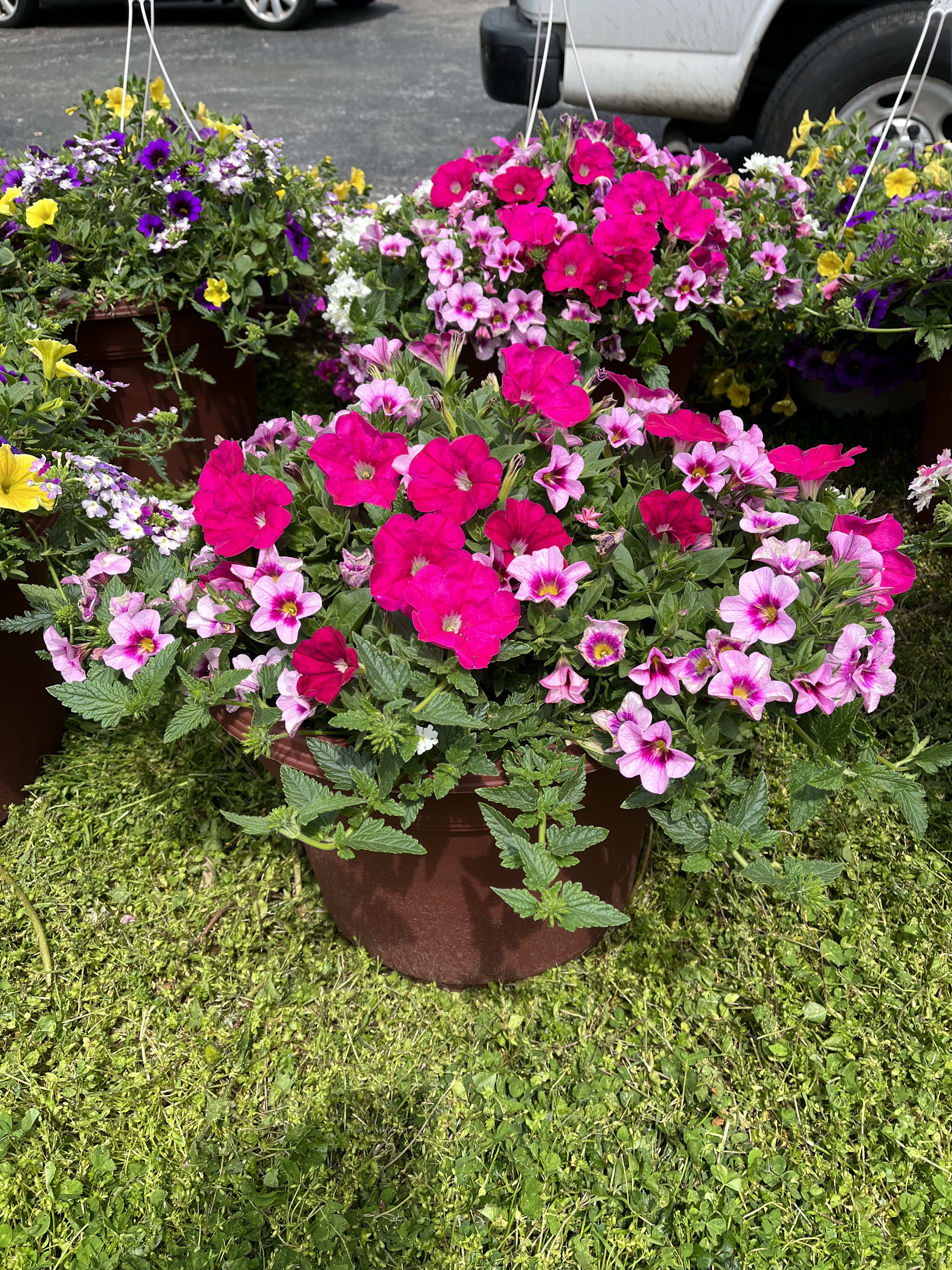 Hanging planter of bright pink and purple flowering plants in a brown pot set on grass