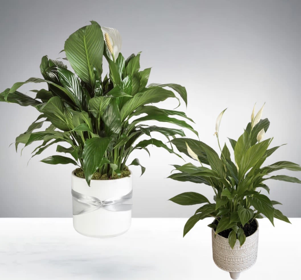 Two green peace lily plants in decorative white pots on a white surface