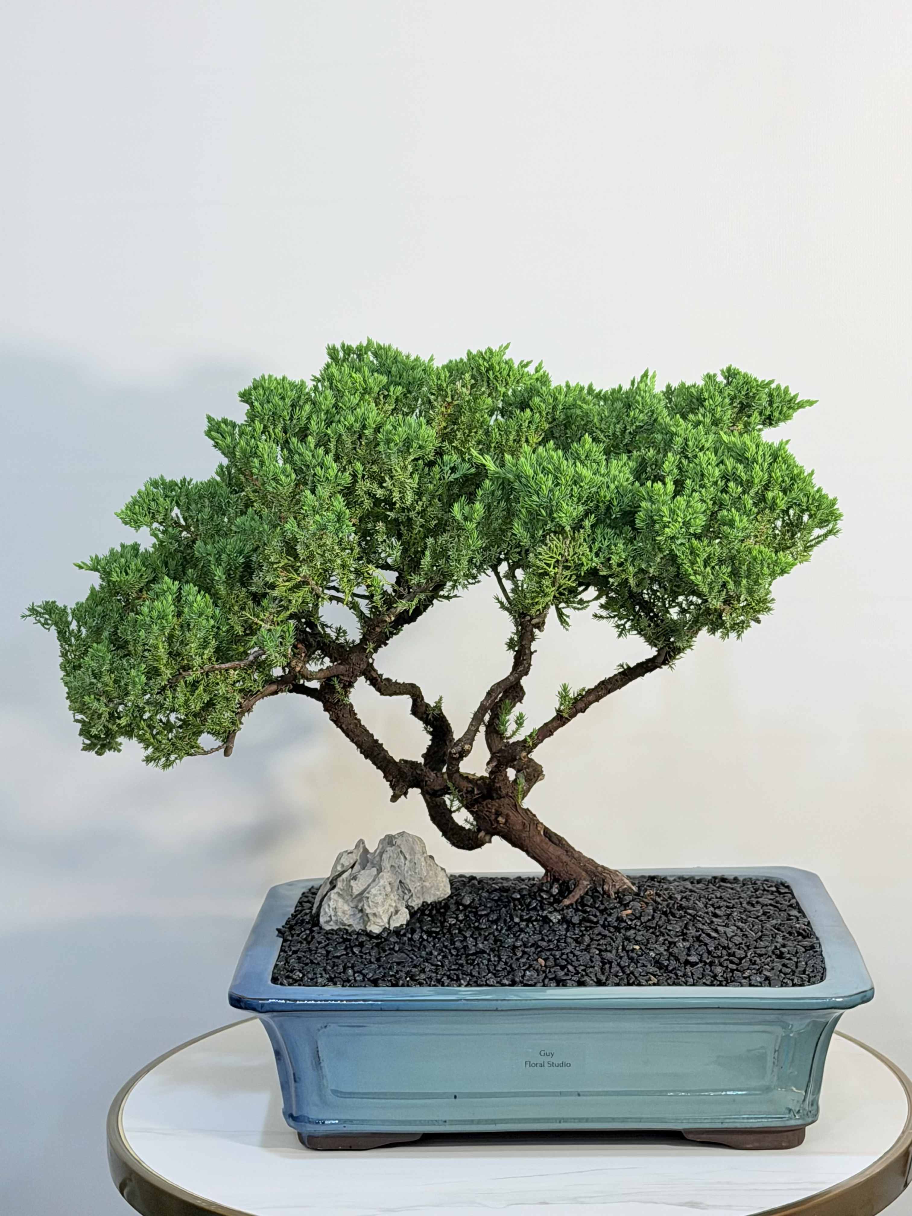 Emerald Zen Bonsai - Bring timeless elegance into your space with our handcrafted Emerald Zen Bonsai, a stunning miniature tree designed to create a sense of calm and balance. With its rich green foliage and sculpted trunk, this bonsai is a living piece of art perfect for home décor, office styling, or a meaningful gift. Each bonsai is carefully selected and styled for a clean, modern look, presented in a premium ceramic container with decorative stones for a refined finish. Dimensions: Height: 22”   Width: 17.5” Perfect for birthdays, housewarmings, or a unique everyday gift Easy to maintain and long lasting Designed with a natural Japanese inspired aesthetic Same Day Bonsai Delivery Available in: Beverly Hills, Bel Air, West Hollywood, Beverly Grove, Studio City, Encino, Sherman Oaks, Santa Monica, Hollywood, Hollywood Hills, Culver City and surrounding areas. Order today and enjoy fast, reliable delivery straight to your door.