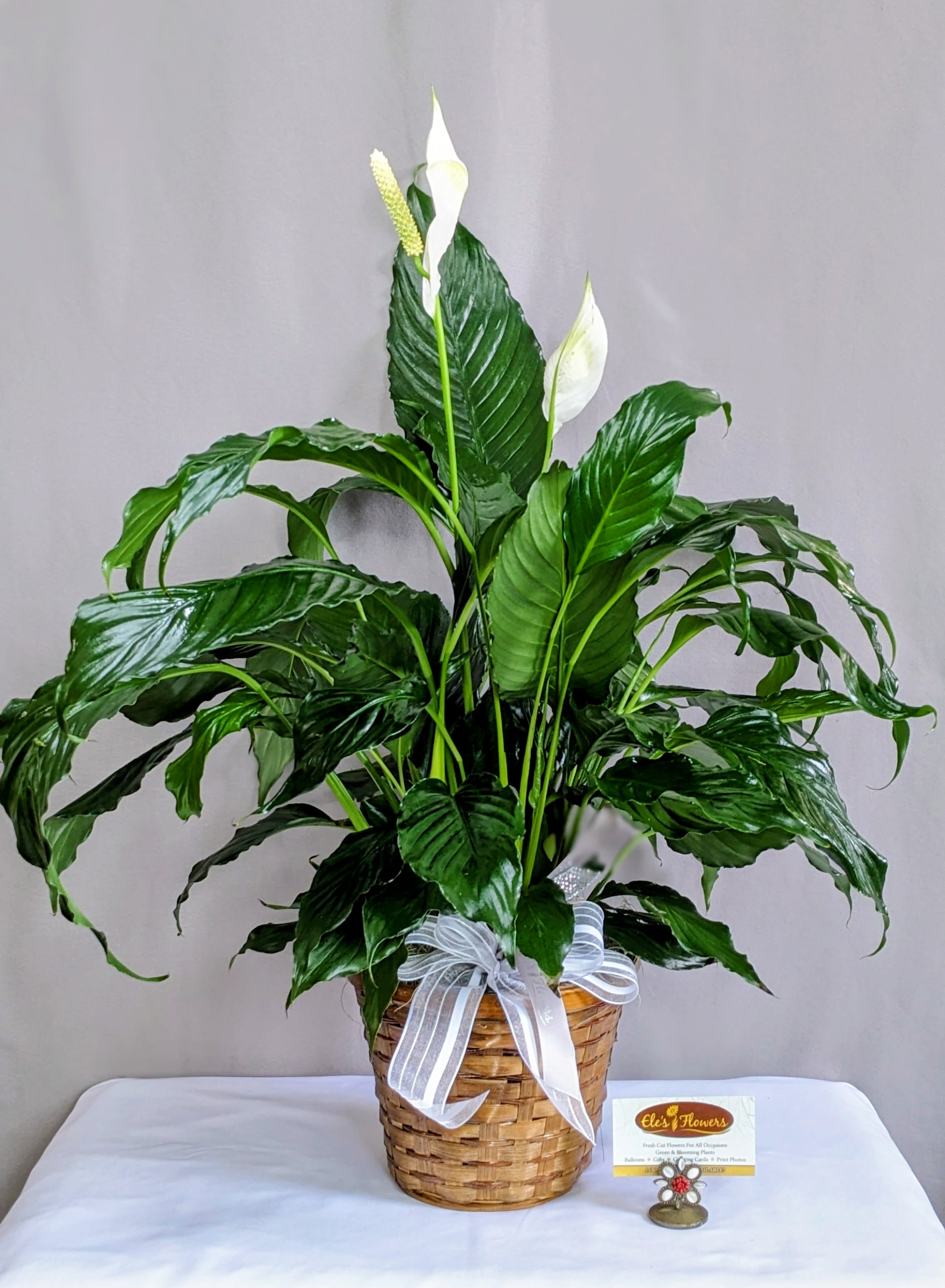 Tall peace lily plant with white blooms in a woven basket with a ribbon bow