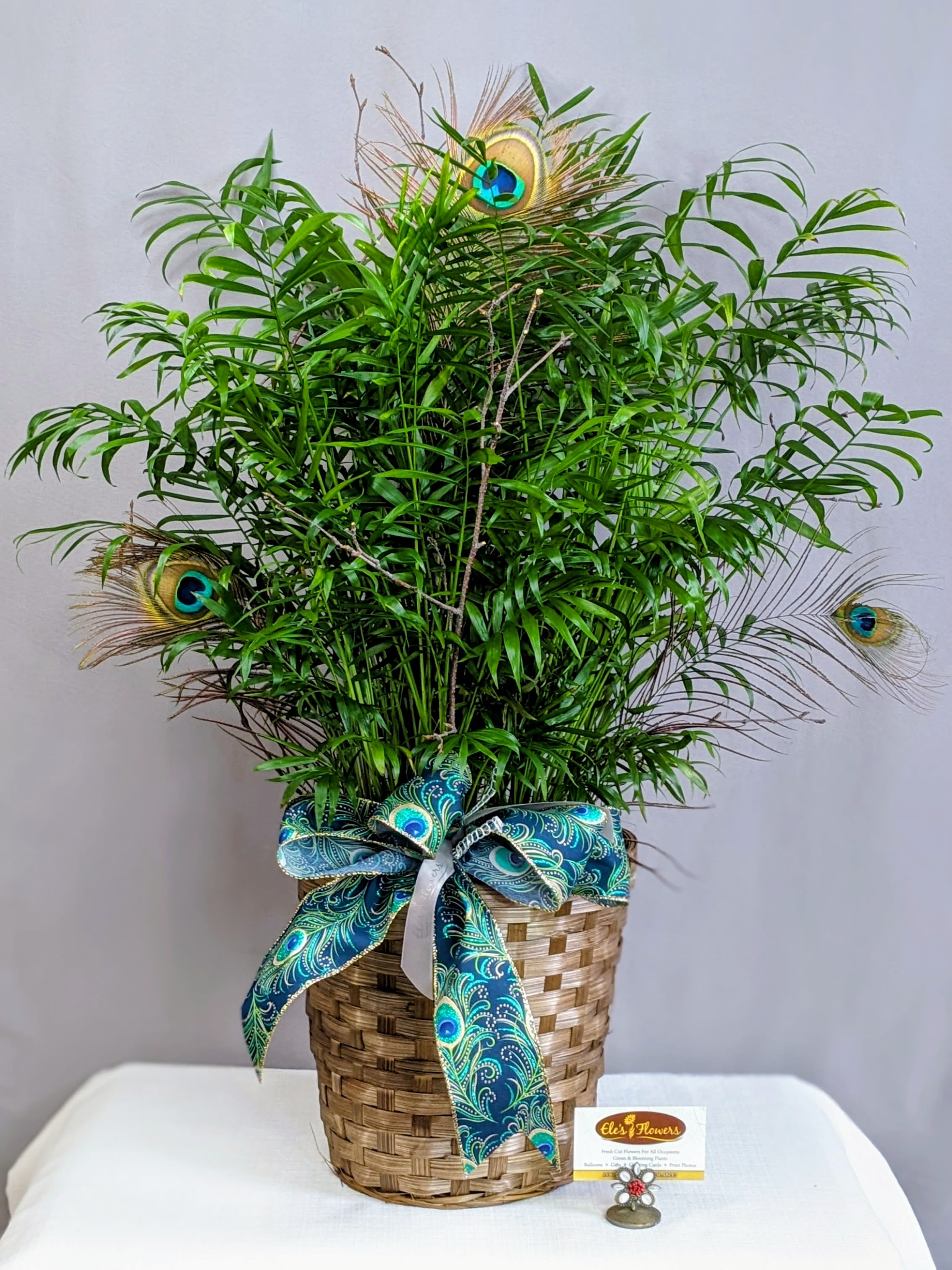Tall green potted plant in a woven basket with peacock feathers and a teal patterned bow.