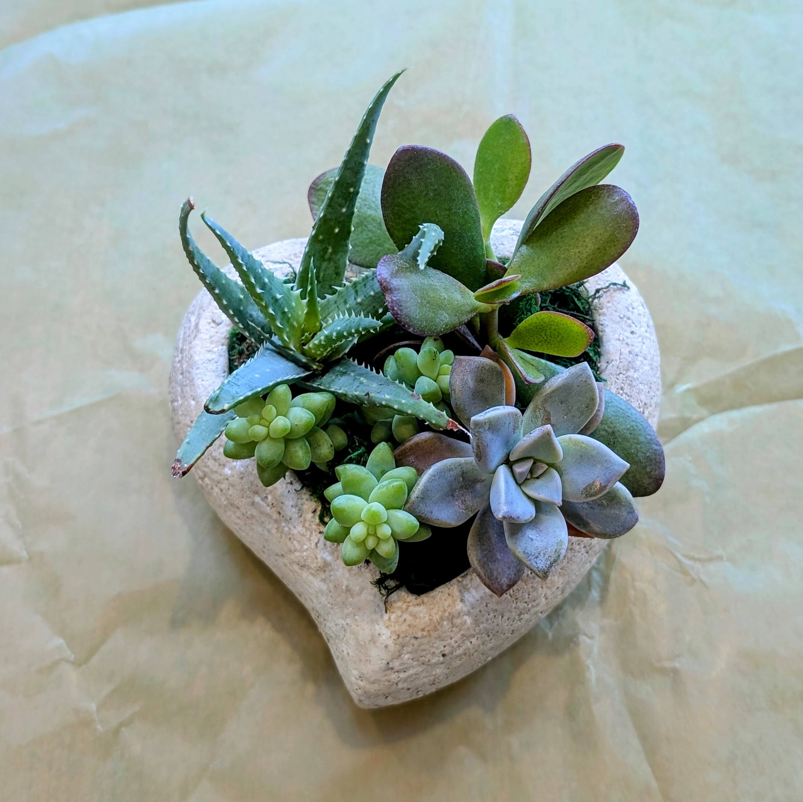 Mini Heart Succulent Garden - Celebrate love and greenery with our Mini Heart Succulent Garden! Perfectly sized at about 5 inches in diameter, this charming heart-shaped planter features a curated assortment of beautiful succulents. Just in time for Valentine’s Day, it’s a unique and thoughtful gift that will thrive long after the holiday.  Care Tips: Provide bright, indirect sunlight and water sparingly to keep your succulents happy.  Available for in-store pick up only