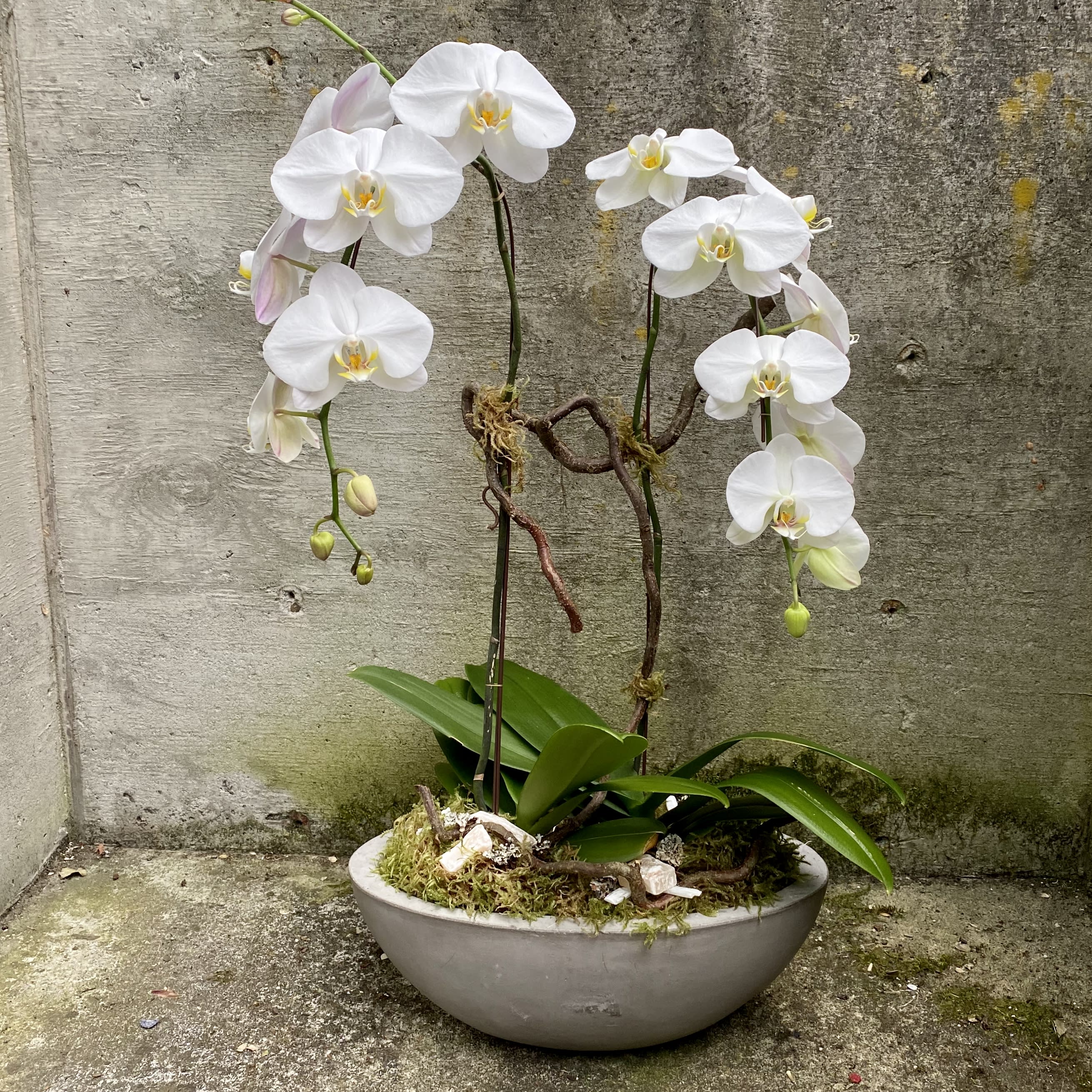 White phalaenopsis orchid plant in a shallow gray bowl planter
