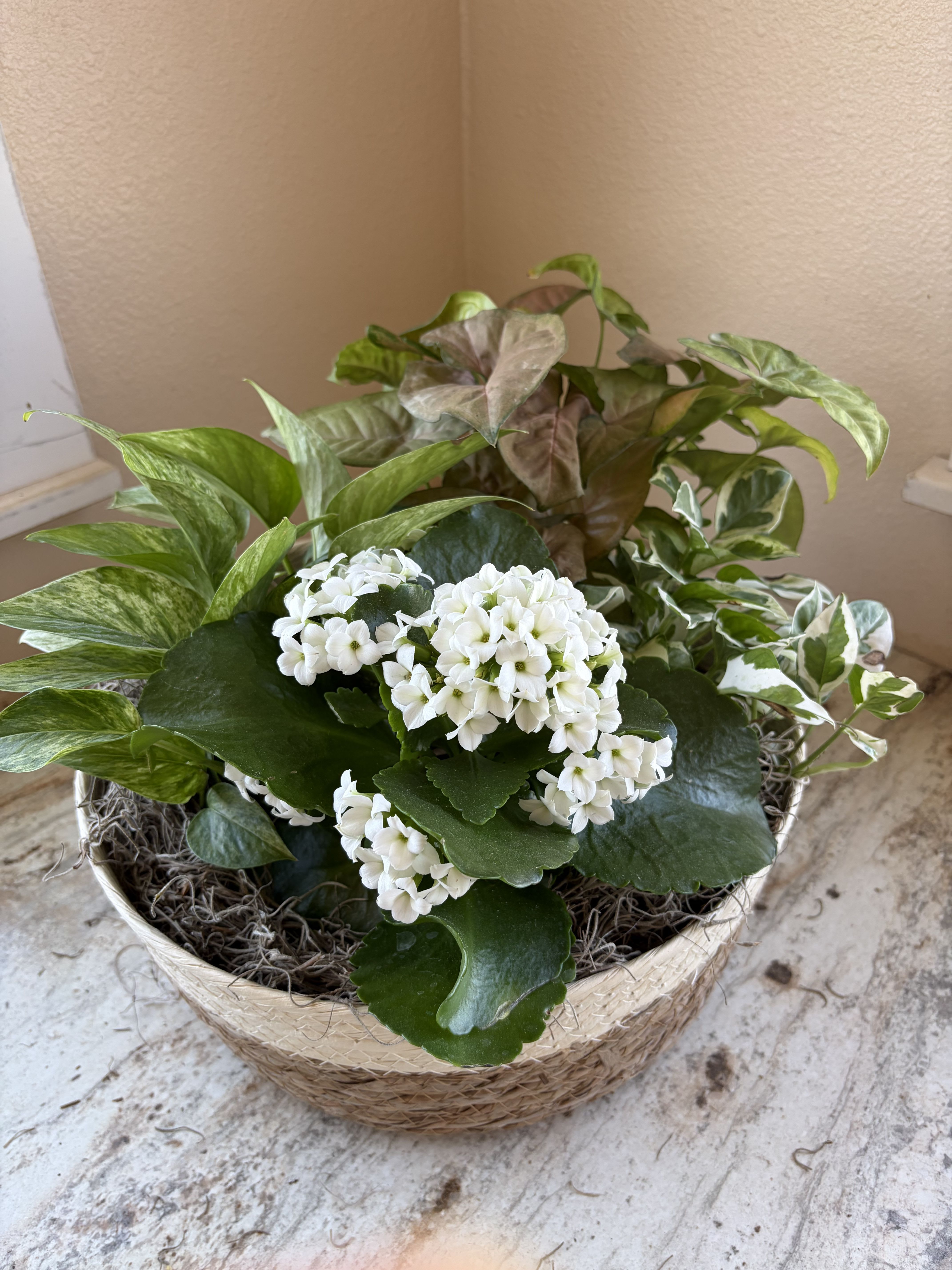 Plant Basket - An assortment of plants in a basket.