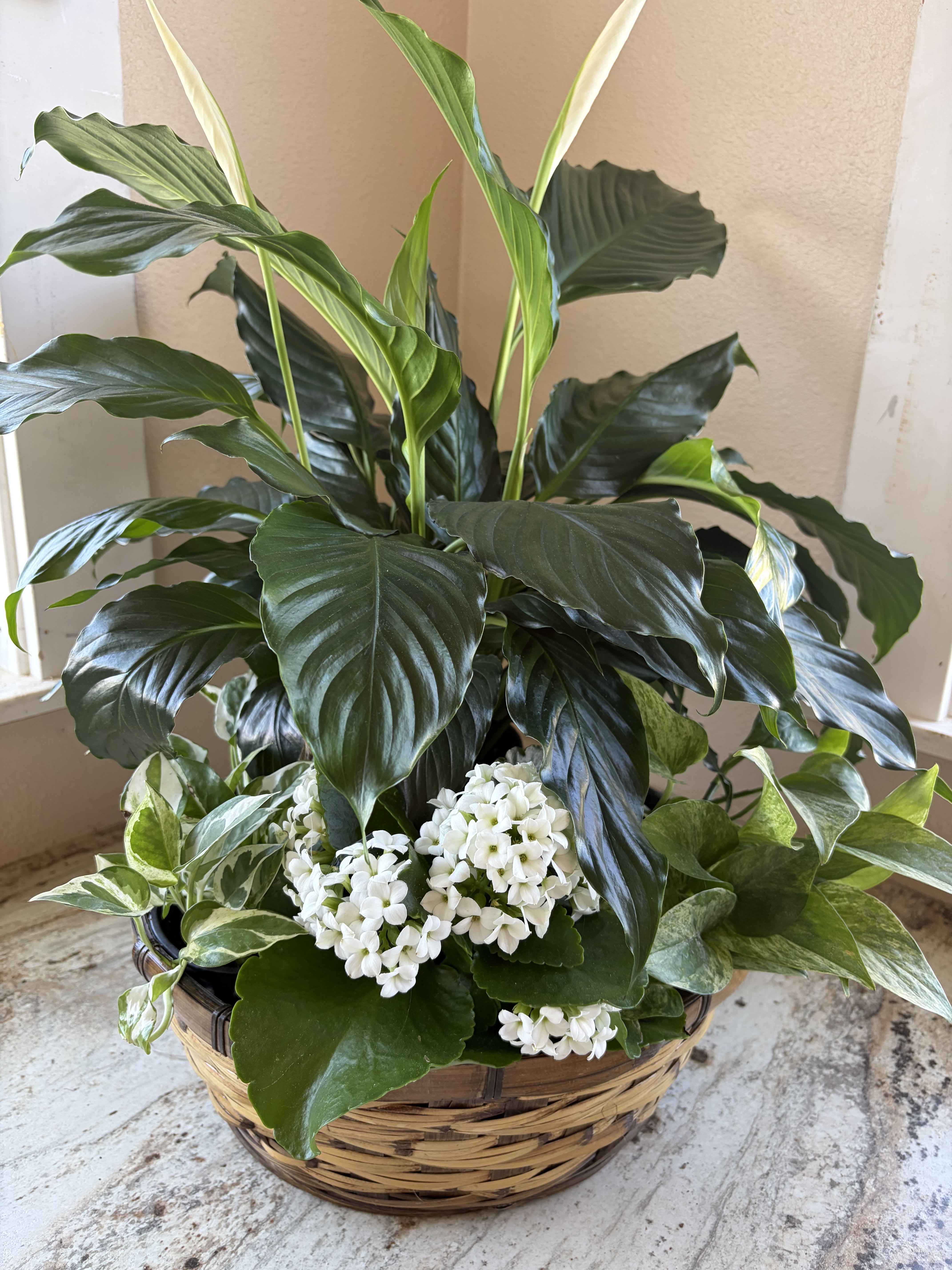 Peace Lily Sympathy basket - A peace Lily with an assortment of house plants**Types of plants may vary**