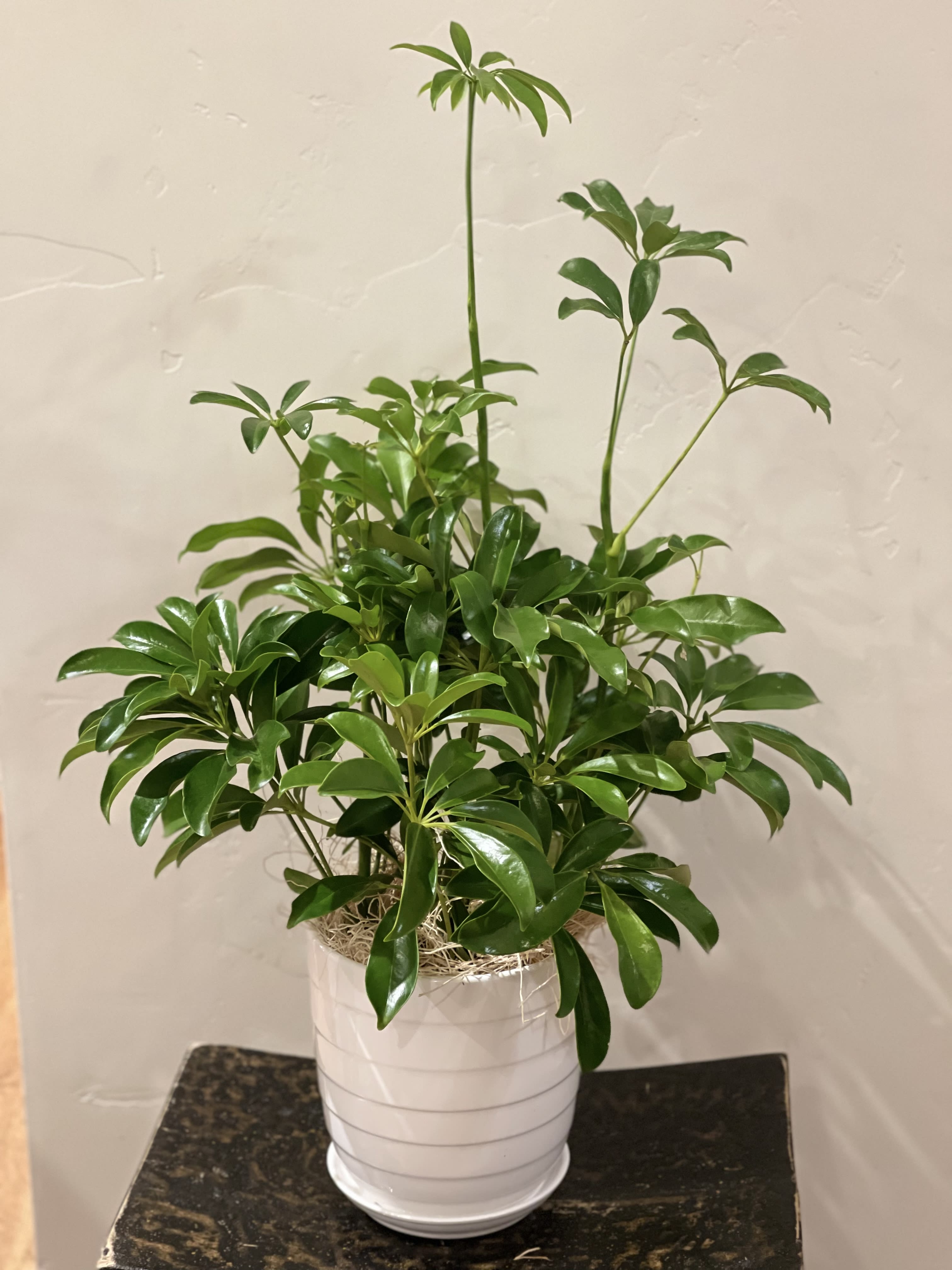 Potted green houseplant in a white ceramic pot
