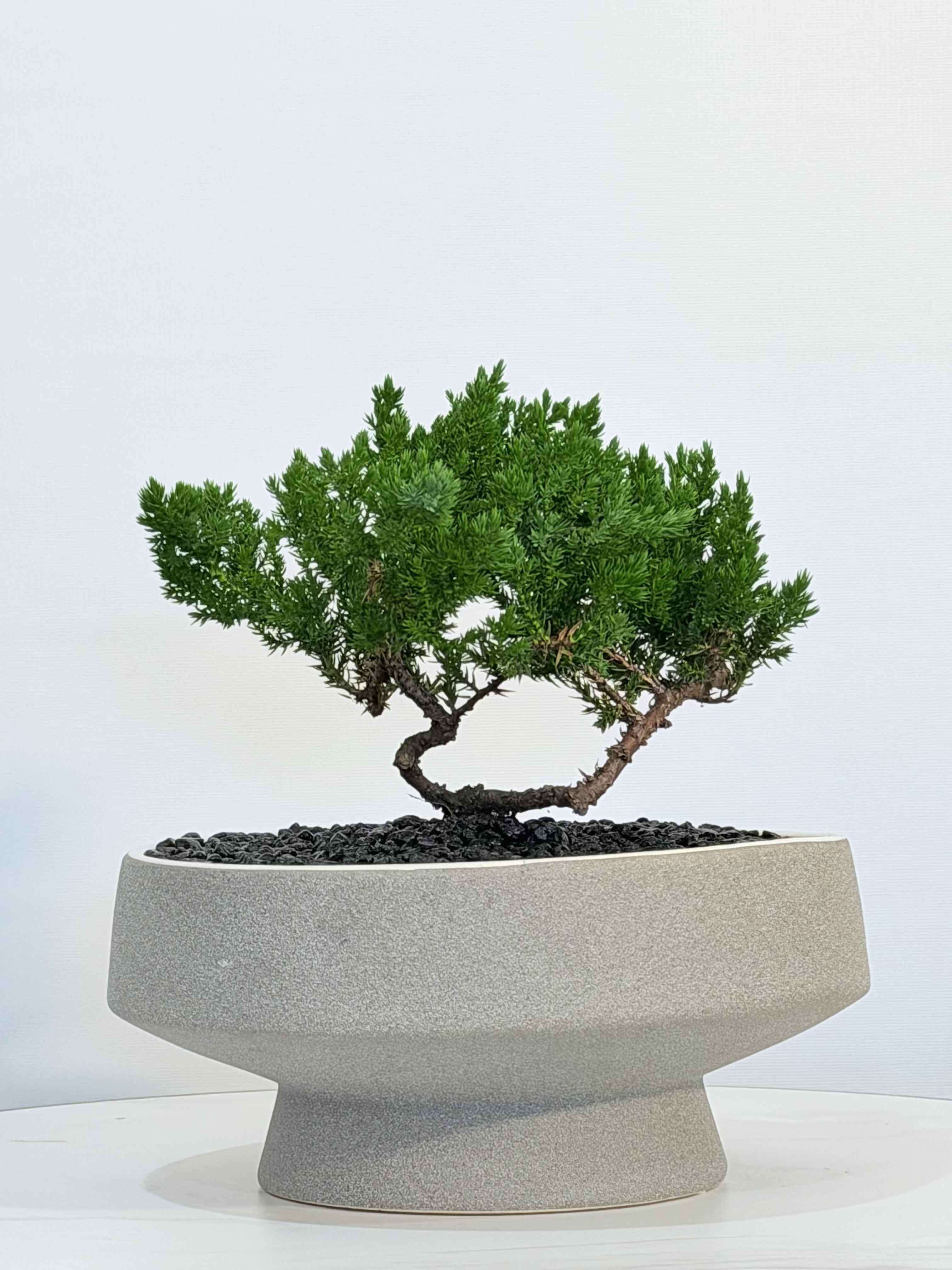  Zen Horizon Bonsai - A beautifully sculpted bonsai designed to bring peace, balance, and modern elegance into any space. The Zen Horizon Bonsai features rich green foliage with a low, artistic structure set in a minimalist ceramic pot perfect for home décor, office styling, or a thoughtful gift. Approximate size: Height 13 inches, Width 10 inches. Available for same day delivery, this bonsai is carefully prepared to ensure freshness and presentation at the highest level. We offer same day plant and flower delivery to: Beverly Hills, Bel Air, West Hollywood, Beverly Grove, Studio City, Sherman Oaks, Encino, Santa Monica, Hollywood, Hollywood Hills, Culver City, Venice, Marina Del Rey, Malibu, Topanga and surrounding areas. A perfect choice for birthdays, housewarming gifts, or anyone who appreciates natural beauty with a modern touch.