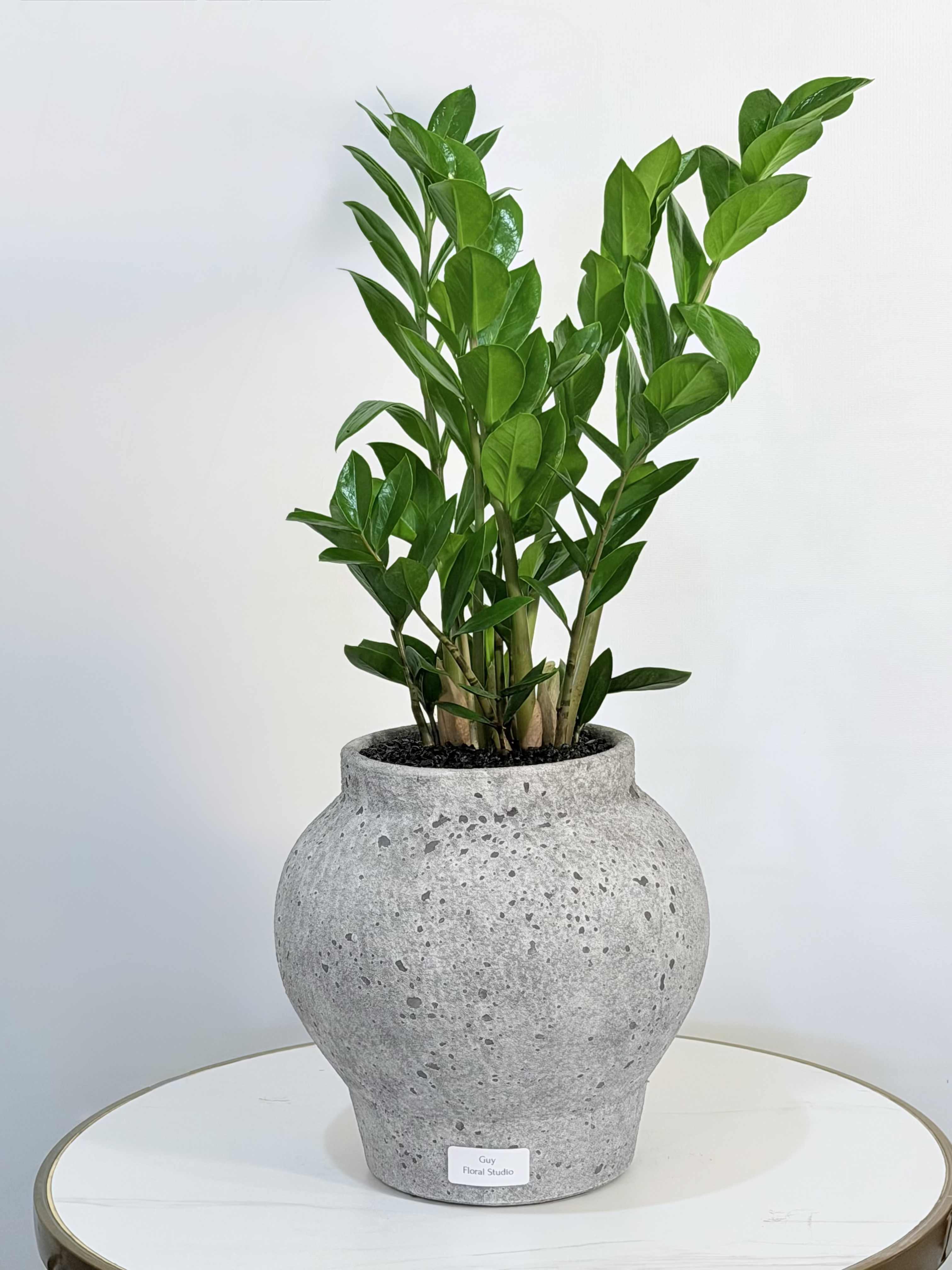 Urban Green ZZ Plant - A bold and elegant ZZ plant designed to elevate any interior with clean lines and rich green foliage. The Urban Green ZZ Plant comes in a stylish textured ceramic vase, making it a perfect statement piece for homes, offices, or modern spaces. Known for its durability and low maintenance, this plant is ideal for both experienced plant lovers and beginners. Its glossy leaves bring life, freshness, and a sophisticated touch to any room. Approximate size: Height 28 inches, Width 12 inches. Available for same day delivery, carefully prepared to ensure top quality and presentation. We proudly offer same day plant and flower delivery to: Beverly Hills, Bel Air, West Hollywood, Beverly Grove, Studio City, Sherman Oaks, Encino, Santa Monica, Hollywood, Hollywood Hills, Culver City, Venice, Marina Del Rey, Malibu, Topanga and surrounding areas. Perfect for housewarming gifts, office décor, or adding a modern natural touch to any space.
