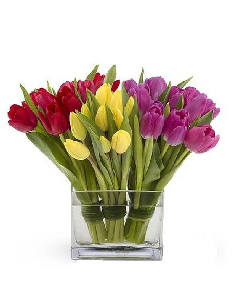 Red, yellow, and purple tulips arranged in a low rectangular clear glass vase