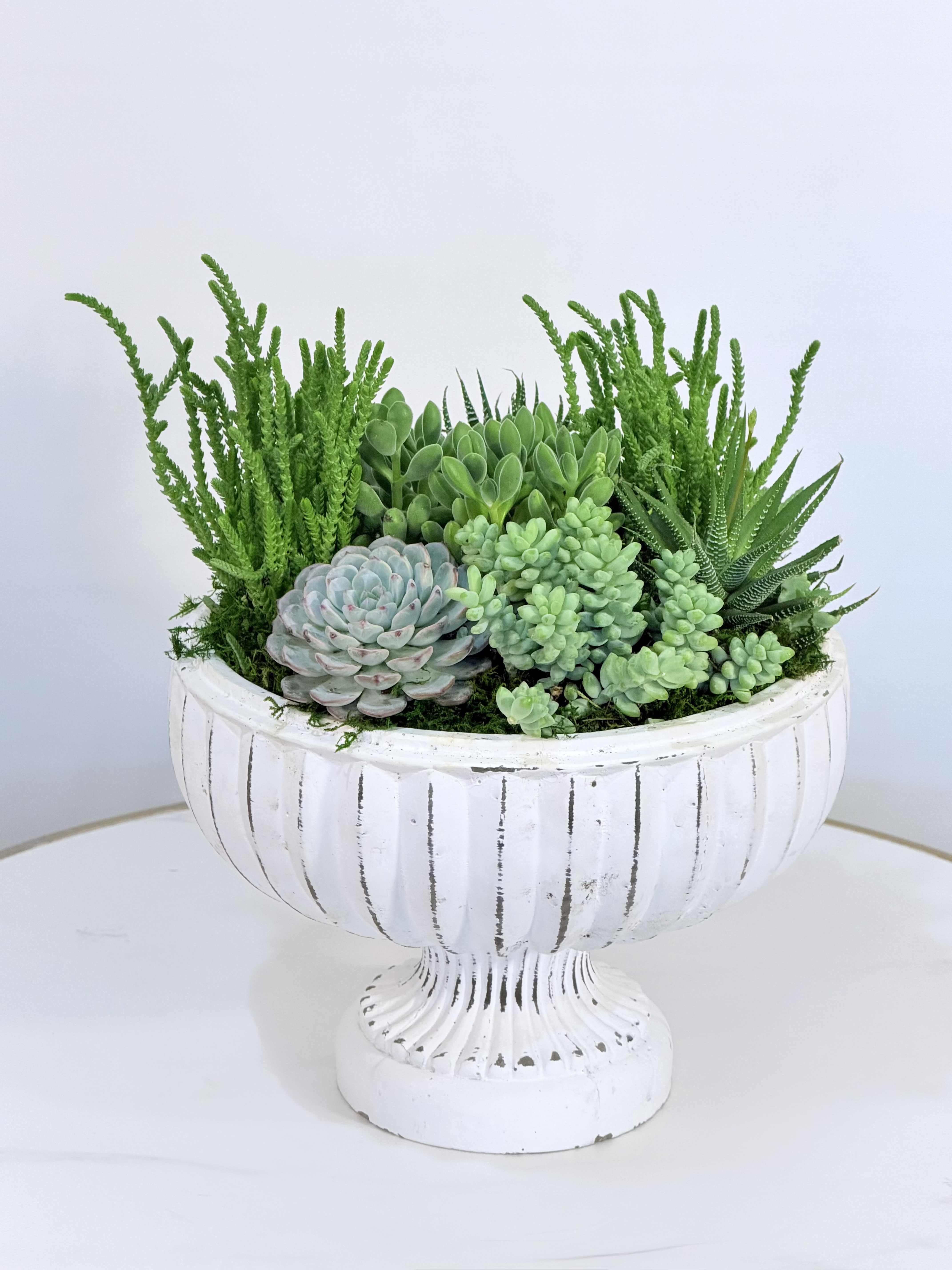 Vintage Succulent Elegance - A refined succulent arrangement designed with a timeless, vintage touch. The Vintage Succulent Elegance features a curated mix of premium succulents, including echeveria and textured greenery, beautifully arranged in a classic pedestal style ceramic planter. This design blends natural beauty with an elegant, slightly rustic finish, making it perfect for home décor, office styling, or as a thoughtful and long lasting gift. The elevated bowl adds presence and sophistication to any space. Approximate size: Height 13 inches, Width 10 inches. Available for same day delivery, carefully arranged to ensure freshness and a premium presentation. We proudly offer same-day plant and flower delivery to: Beverly Hills, Bel Air, West Hollywood, Beverly Grove, Studio City, Sherman Oaks, Encino, Santa Monica, Hollywood, Hollywood Hills, Culver City, Venice, Marina Del Rey, Malibu, Topanga and surrounding areas. Perfect for birthdays, housewarming gifts, or anyone who appreciates elegant greenery with a classic touch.