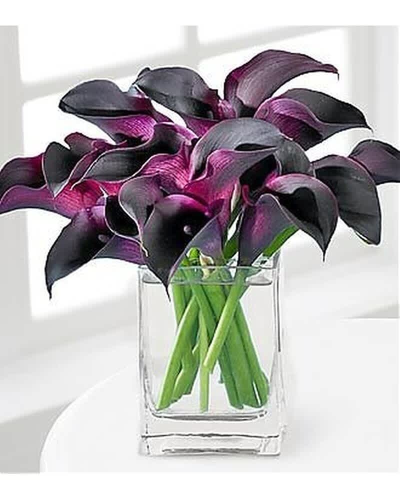 Dark purple mini calla lilies arranged in a clear glass cube vase