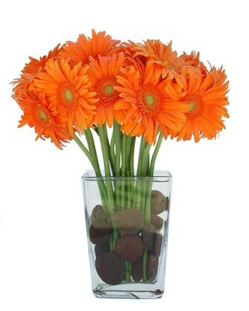Bright orange gerbera daisies arranged in a clear glass vase with stones.