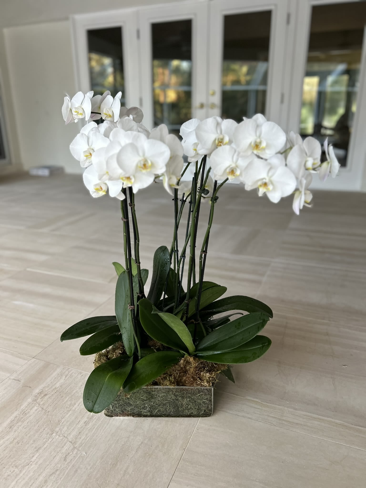 Elegant 10 Stem orchid garden - Very Chic large display of orchids Choice of various colors available, This is a long lasting floral gift of to to 2-3 months when cared for properly. We can make them as large as you wish, price increases $80 per 2 stems after 10 stem minimum.