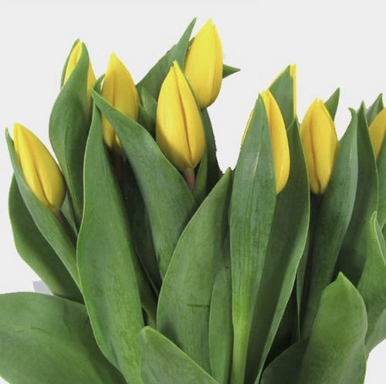 Bundle of yellow tulip buds with closed blooms