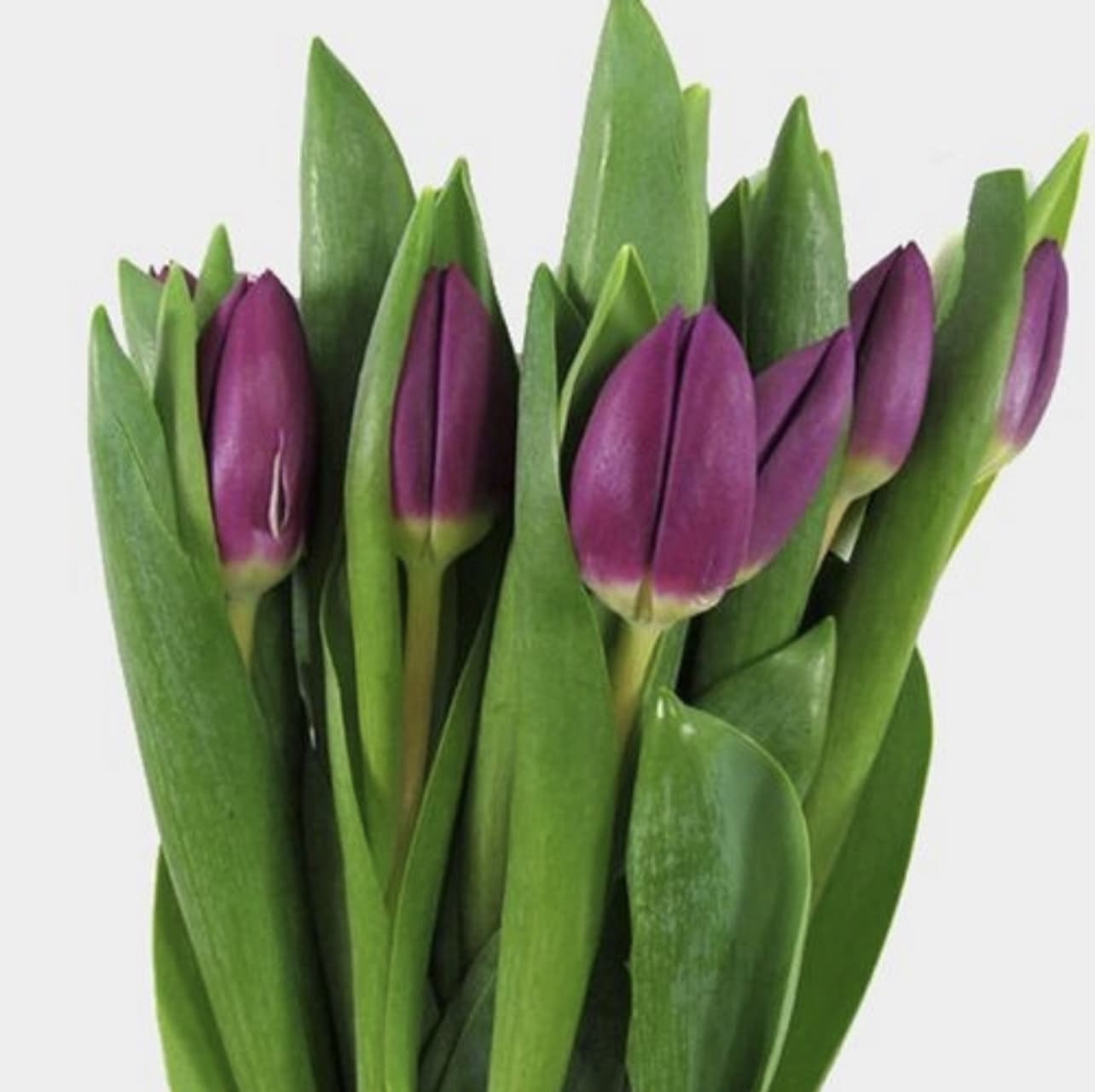 Bundle of closed purple tulip buds on long stems