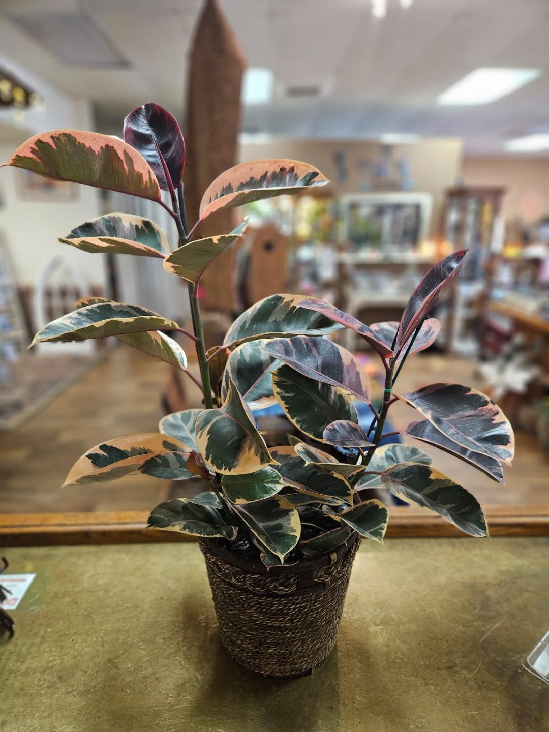 Variegated indoor plant with pink and green leaves in a woven basket pot on a counter