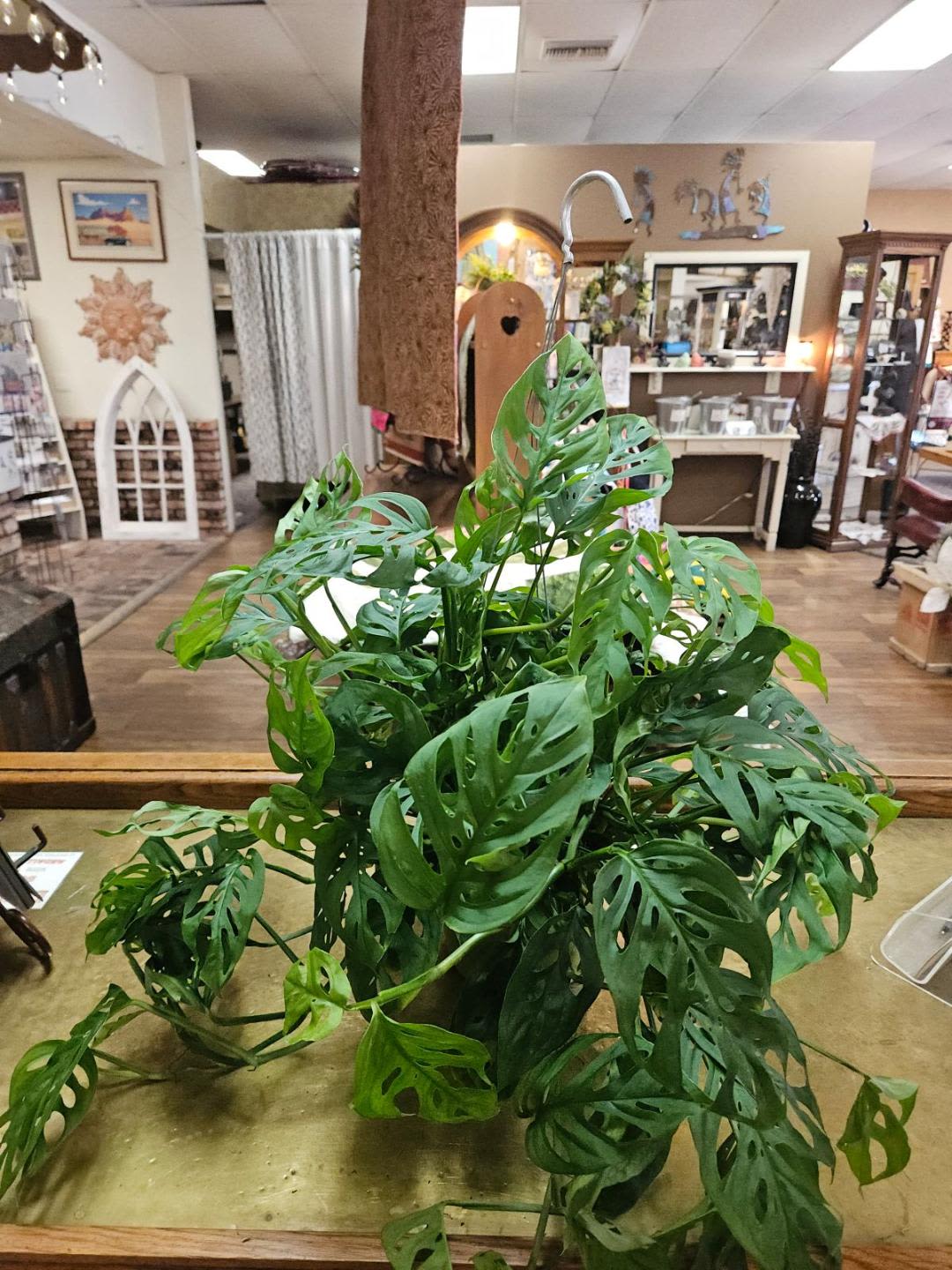 Trailing green houseplant with perforated leaves on a counter in a gift shop.