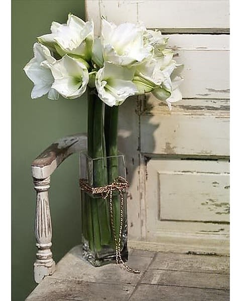 Lovely Amaryllis - A cluster of seasonal amaryllis in a cyliner vase with an accent of river stones and holland foliage. (Limited availability during certain seasons)