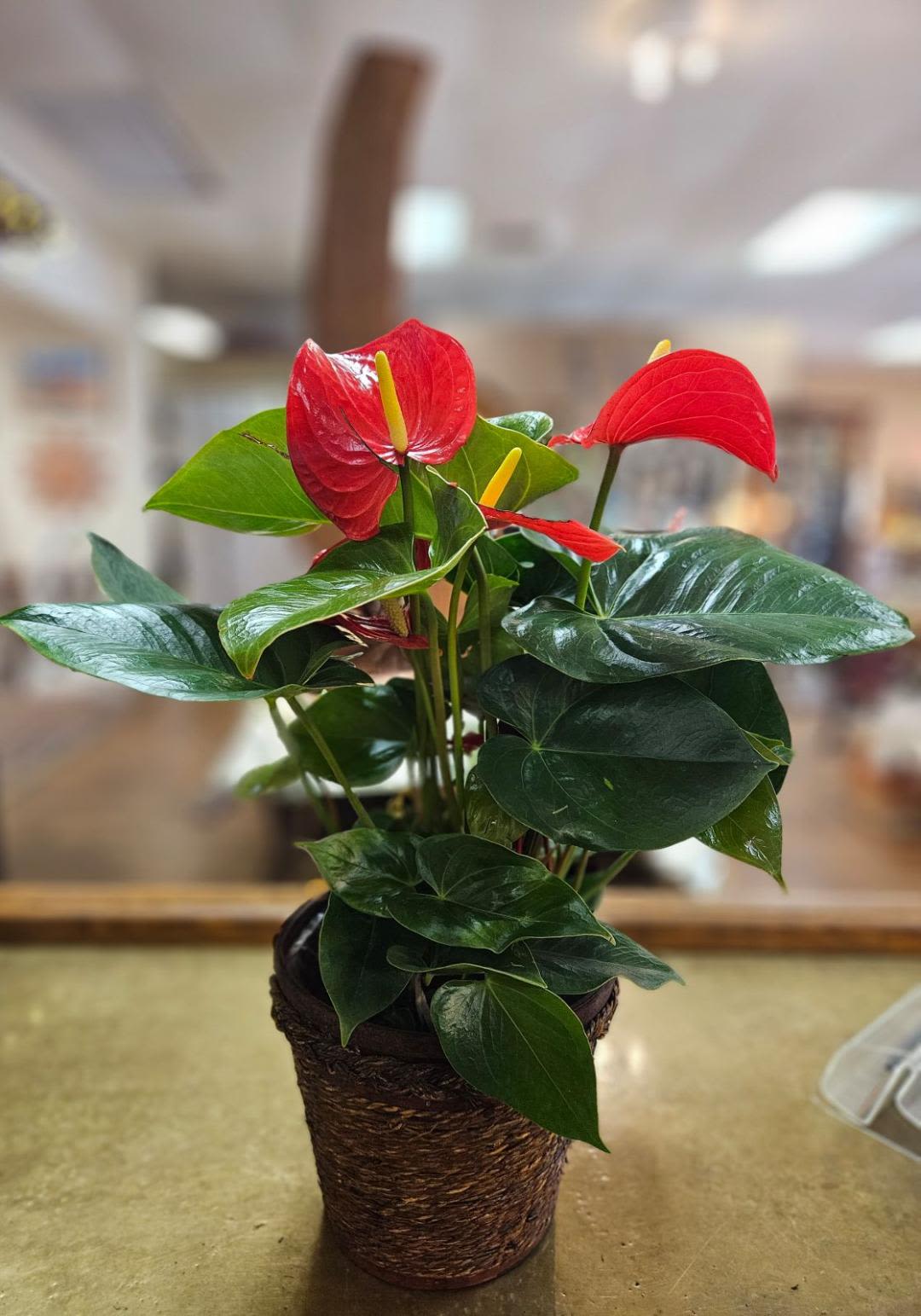 Potted anthurium plant with red blooms and glossy dark green leaves in a woven basket container