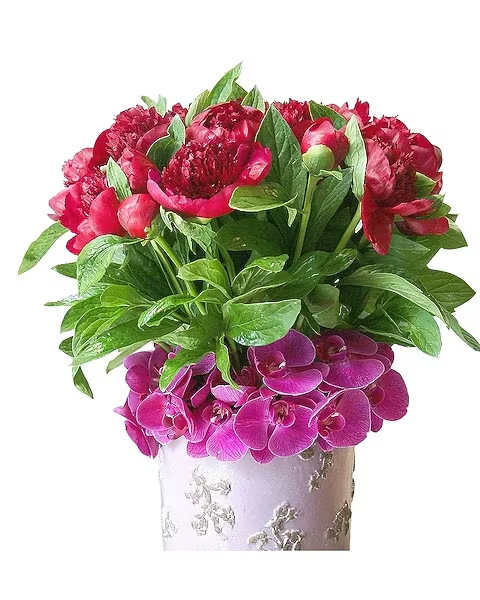 Blushing - Leave them speechless with an arrangement that's sure to make them blush! Radiant red peonies arranged with elegant phalaenopsis orchids in a modern white vase. Vase will be replaced with similar style if unavailable.  