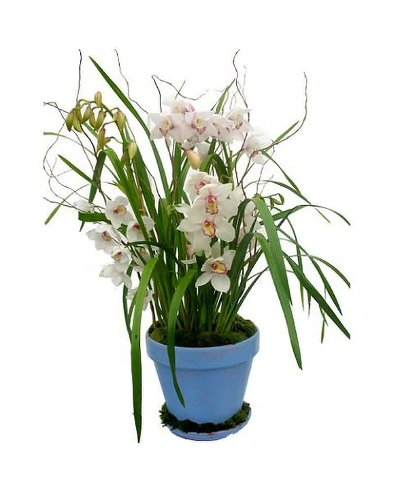 Tall potted white cymbidium orchid plant with long green leaves in a light blue pot