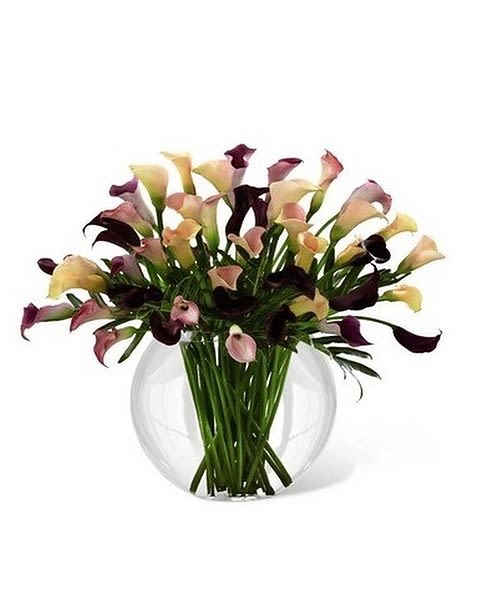 Flawless Luxury Bouquet - Perfect and extraordinary at every turn, this bouquet of amazing calla lilies is an elegant sight to behold. This beloved bloom, known for its fluted shape, displays its beauty in the hues of plum, blushing pale pink and a bold dark pink gorgeously arranged in a superior clear glass pillow vase to create a sophisticated presentation that will turn any day into one of limitless possibilities. *A MINIMUM OF 3 DAYS IS REQUIRED BEFORE DELIVERY DATE FOR THIS ITEM* Vase can be substituted due to availability. 
