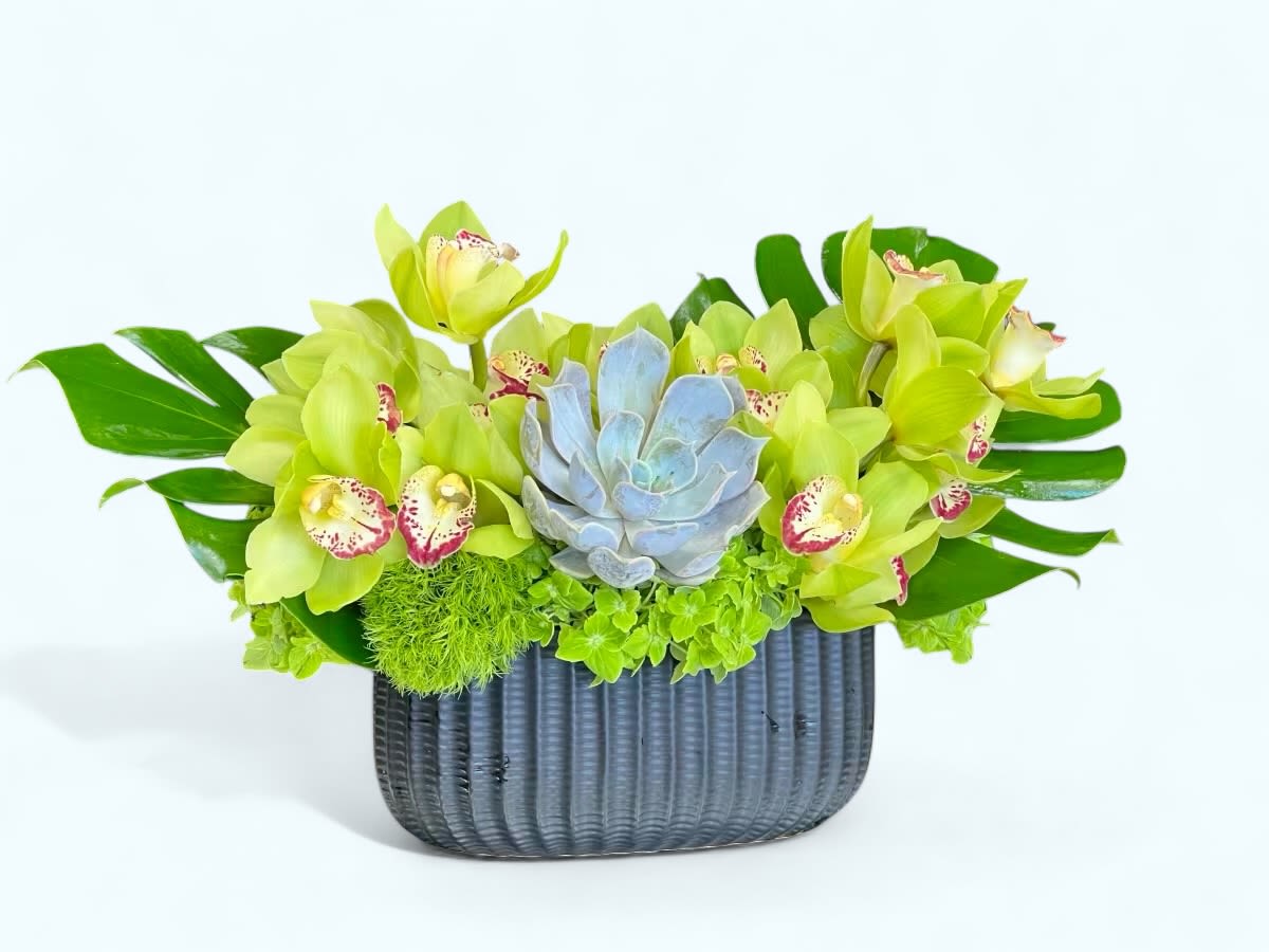 Mystic Green  - A stunning petite arrangement of green Cymbidium Orchids in a black ceramic vase, finished with Monstera leaves and topped with a Succulent