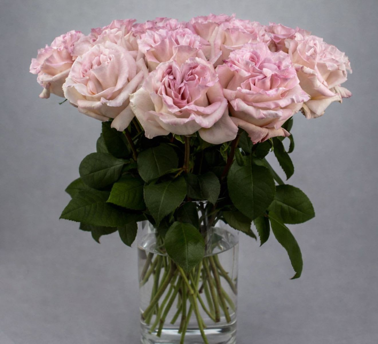 ****FEATURE FLOWER*** ------------ Blush Powder Puff  - Powder Puff is a soft, arrangement featuring lush, full blooms with a delicate, airy texture. Designed with rounded, layered florals, this piece highlights a gentle, feminine aesthetic with natural movement and balance.