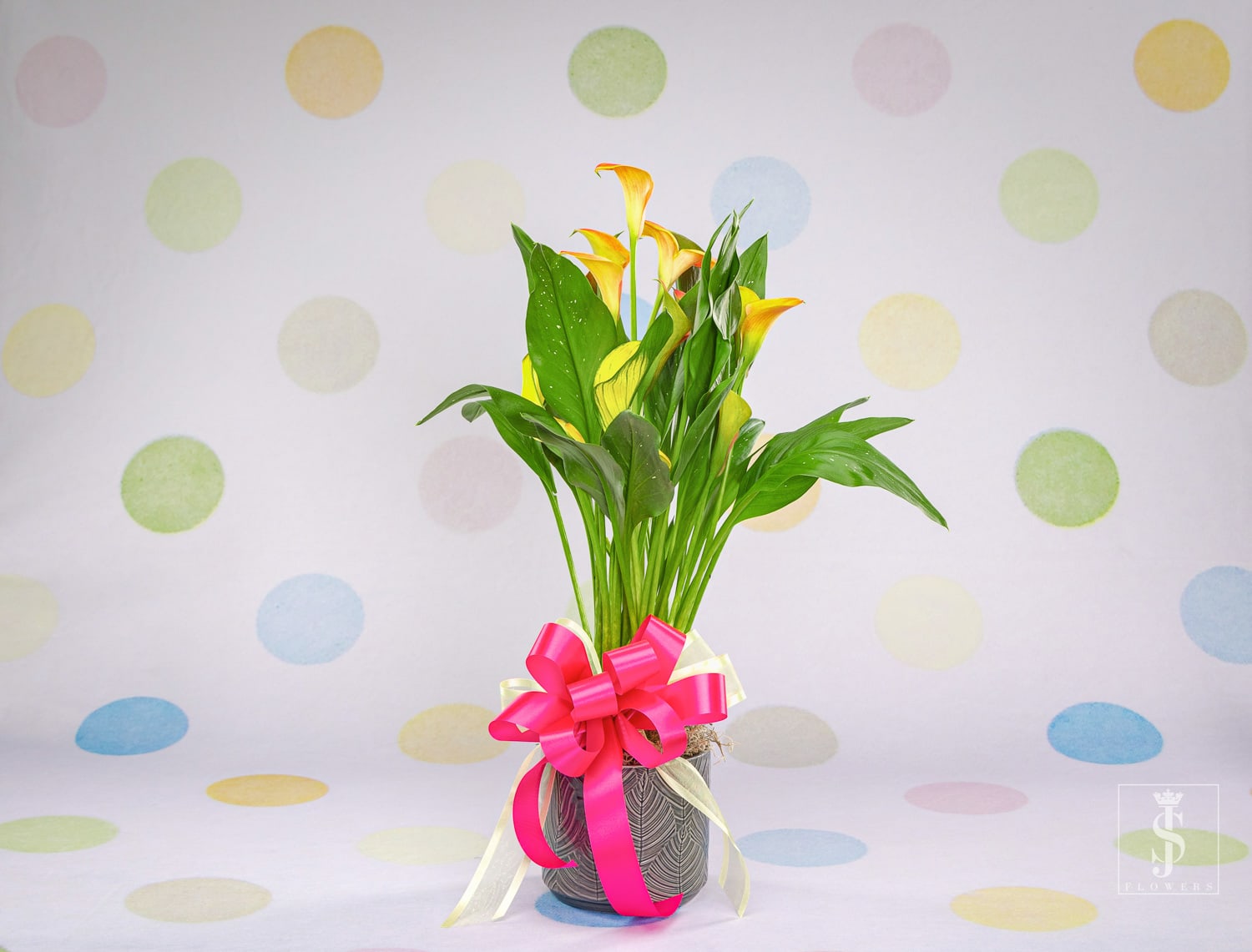 Calla Lily Plant  - CLASSIC CALLA LILY PLANT  This houseplant is great for making every day bright. Whether perched on a windowsill or gifted to a friend in need of a smile, the pure white tones and healthy greenery add a delicate touch to any space. This plant loves rich soil and plenty of sun.  DETAILS This plant is approximately 17" tall. Comes in a white planter. Place your plant in a bright indirectly lit area. For even growing, rotate your plant once a week. Thoroughly water the plant when soil is dry to the touch, about once a week to keep soil evenly moist.   This plant is suitable for both indoors and outdoors, pending on climate.