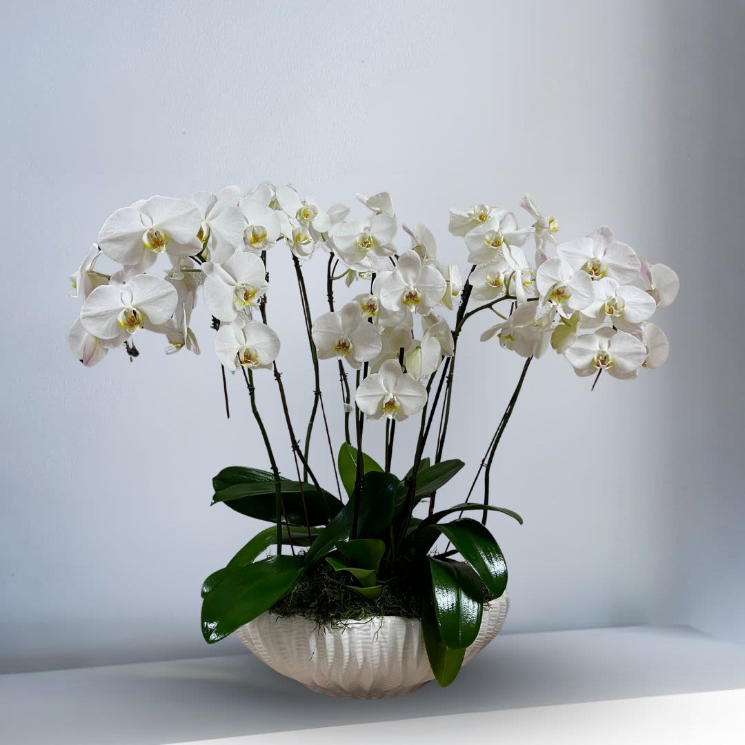 Grand Double Stemmed Phalaenopsis orchids - 4 double stemmed white Phalaenopsis orchids in a oval plaster pot. Front facing view. MUST BE ORDERED 3-5 DAYS IN ADVANCE. Other colored orchids available by request.
