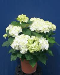 Potted white hydrangea plant with soft green centers against a blue background