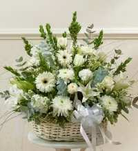 Pure White Garden Basket - A graceful and timeless all-white floral arrangement designed in a charming basket. This elegant display features white snapdragons, white gerbera daisies, white cremon mums, white roses, white carnations, and white lilies, beautifully complemented by delicate white asters and fresh greenery for a full and serene presentation.  Arranged in a white or natural brown basket (depending on availability), this classic design offers a soft and peaceful expression perfect for sympathy, remembrance, or thoughtful occasions. The clean white palette symbolizes peace, purity, and heartfelt sentiments, creating a beautiful and comforting floral gift