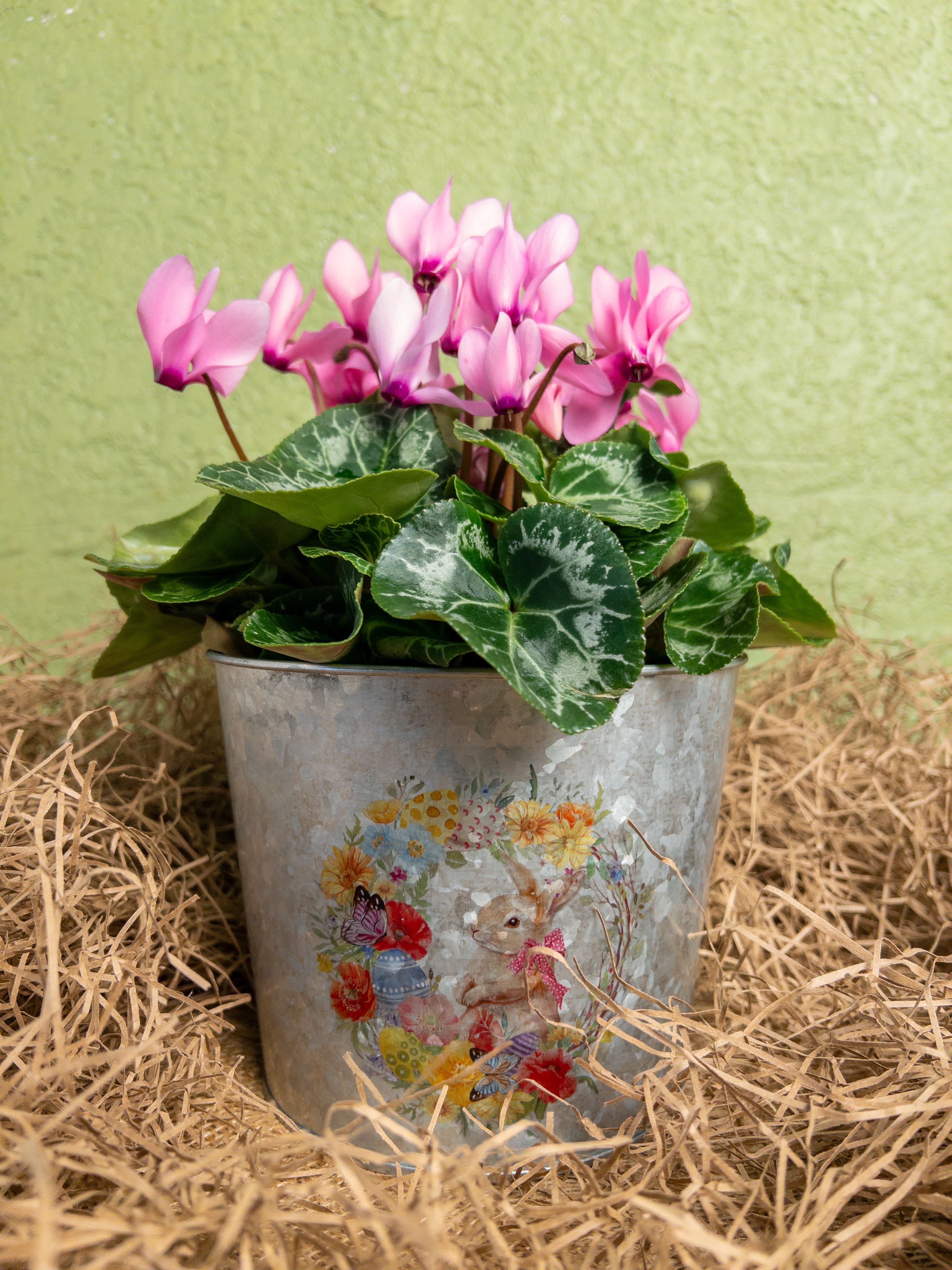 Spring Bunny Garden - Celebrate Easter in full bloom with Easter Bunny Garden, a 6" blooming plant in a large bunny tin. Its bright colors and festive design make it an unforgettable gift for friends, family, or coworkers. Rely on your local Baltimore Florist for professional Flower Delivery in Baltimore, ensuring every arrangement arrives fresh, vibrant, and ready to impress.