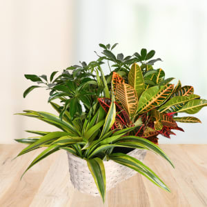 Terrific Trio - Ideal for windowsills, entry tables, or office desks, the Terrific Trio is ready to brighten daily life - a thoughtful, long-lasting alternative to cut flowers.   Plants may vary due to availability, and the arrangement arrives in the pictured woven basket; simple care (moderate light and regular watering as needed) will keep the foliage vibrant.