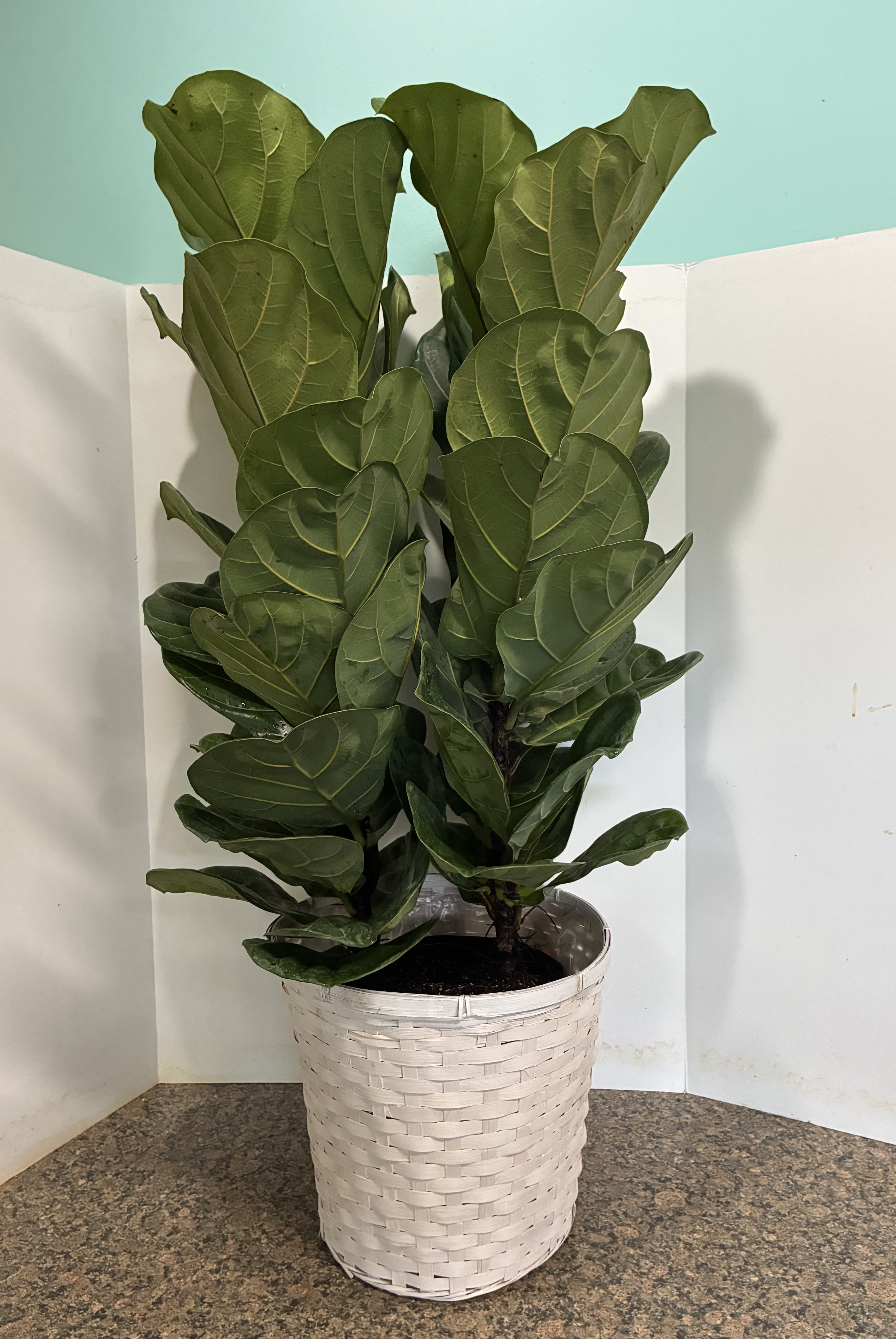 Fiddle Fig Double Stem - Easy to care for double stem Fiddle Fig, almost 3 Ft tall. 