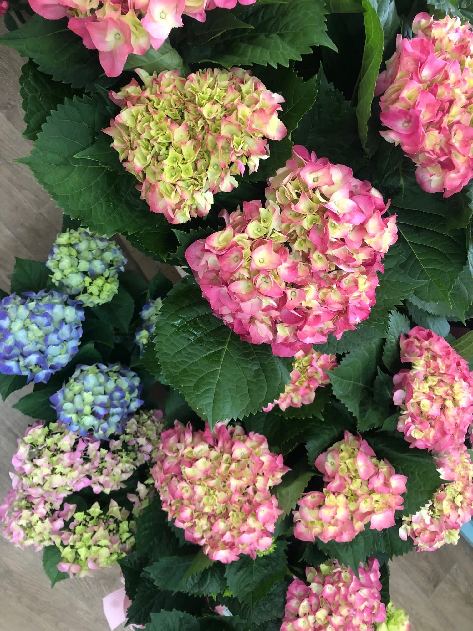 Hydrangeas Plants - Call for availability of colors