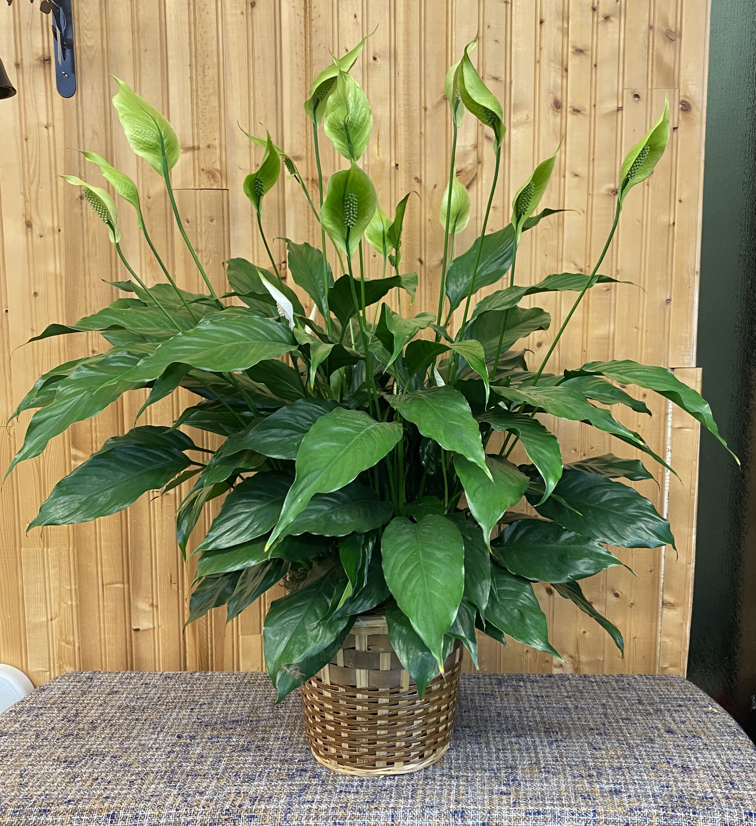 Large Peace Lily in Basket - Blooming Peace Lily in basket with hard plastic liner. 8" pot size. Basket style may vary slightly. 
